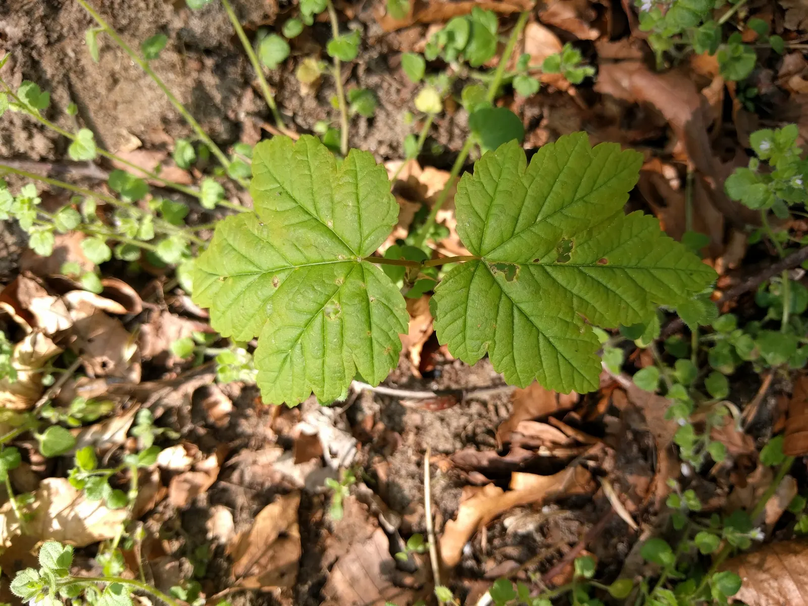 Sycamore Maple (Acer Pseudoplatanus) — that helicopter to the ground in autumn