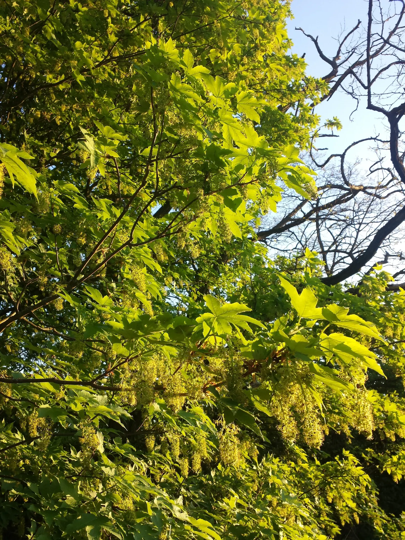 Sycamore Maple (Acer Pseudoplatanus) — that helicopter to the ground in autumn; it tolerates urban pollution
