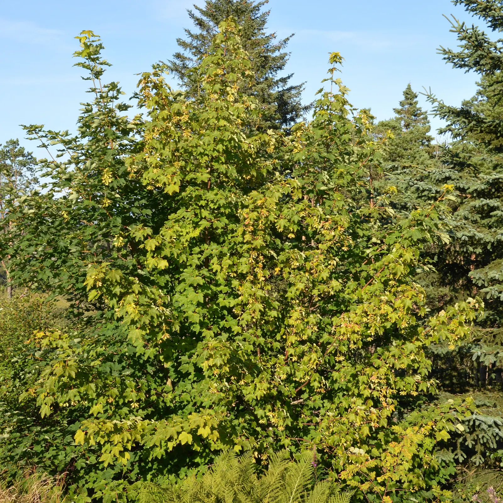 Sycamore Maple (Acer Pseudoplatanus) — providing ample shade.<br><br>Its leaves are distinctive - broad with five lobes