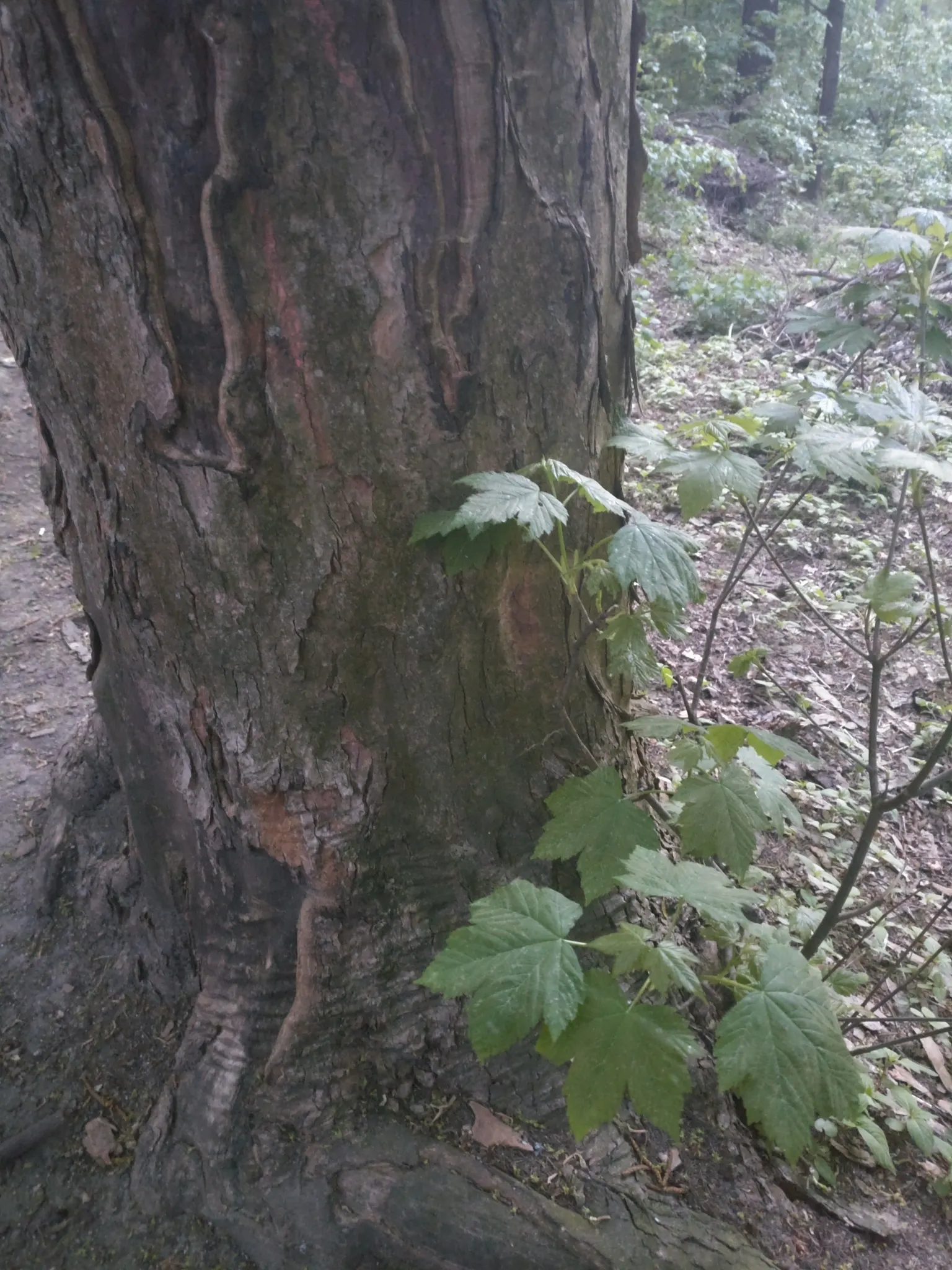 Sycamore Maple (Acer Pseudoplatanus) — It tolerates urban pollution; this species exhibits a robust branching pattern that forms a broad, image 130
