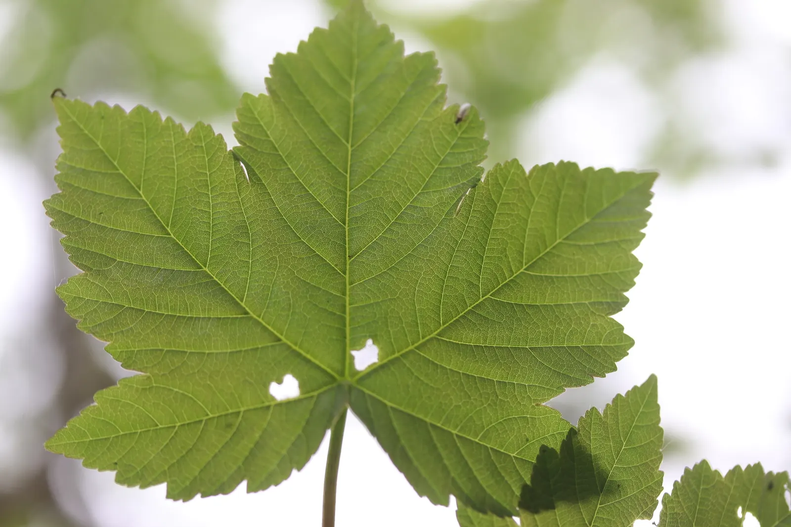 Sycamore Maple (Acer Pseudoplatanus) — resembling those of the platypus but with a more textured surface, image 81