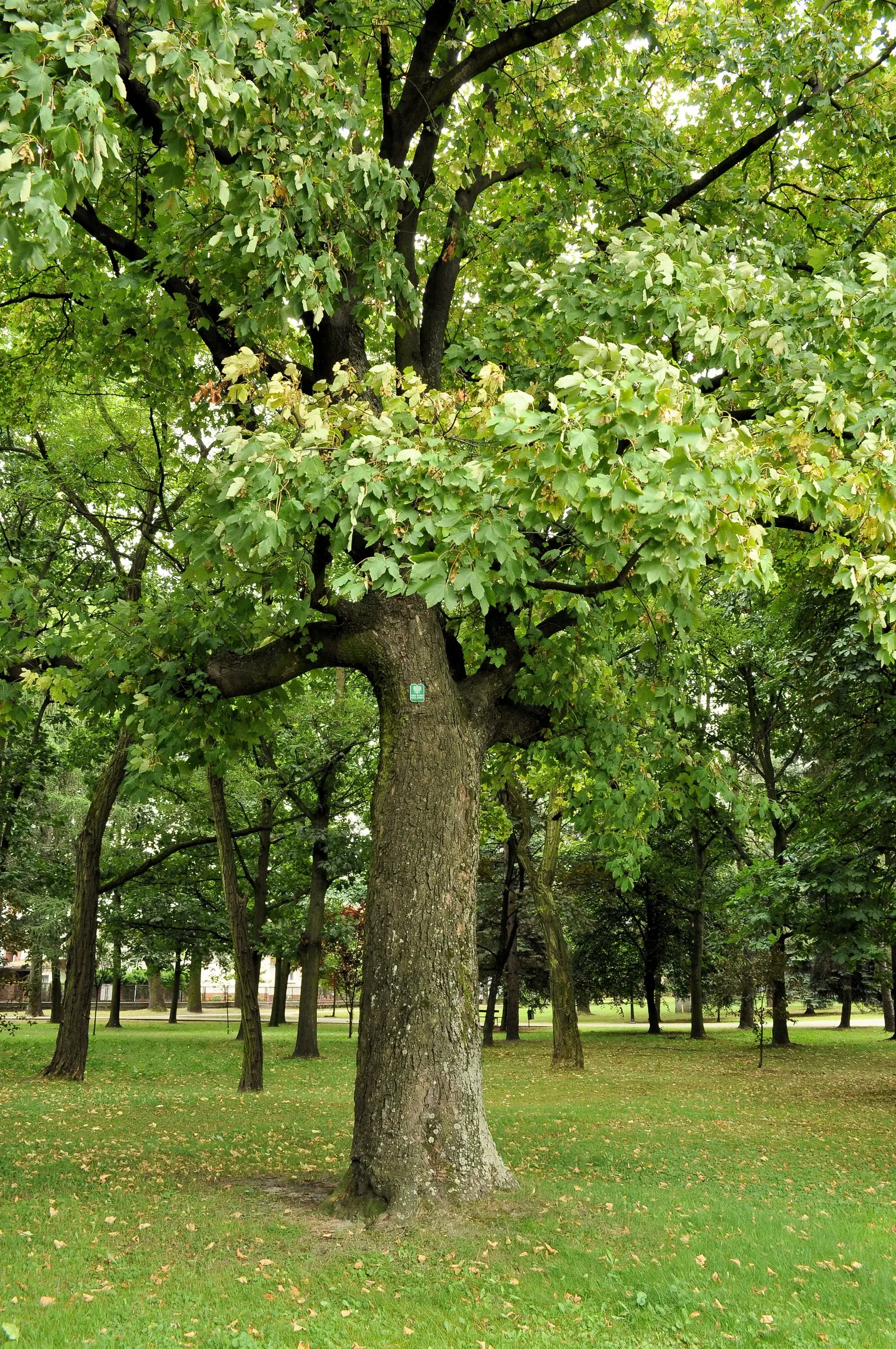 Sycamore Maple (Acer Pseudoplatanus) — with five lobes and toothed margins; the Sycamore Maple is known to produce winged seeds, image 72