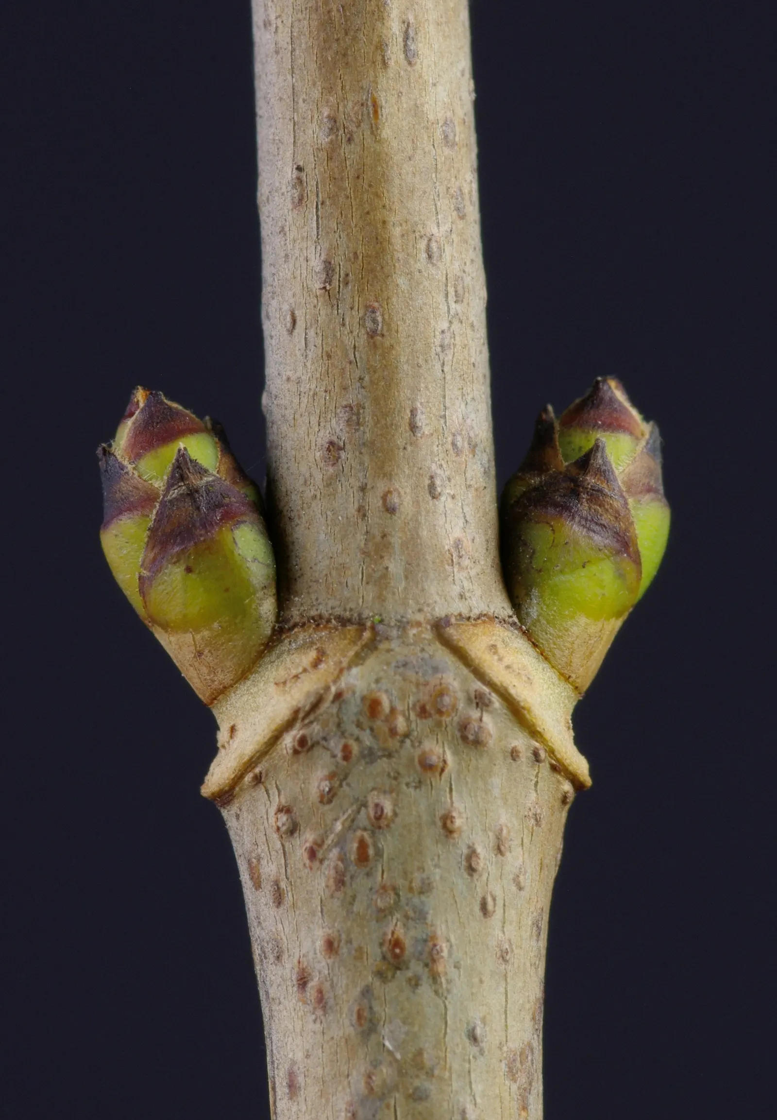 Sycamore Maple (Acer Pseudoplatanus) — This species exhibits a robust branching pattern that forms a broad; yellow flowers in the garden, image 102
