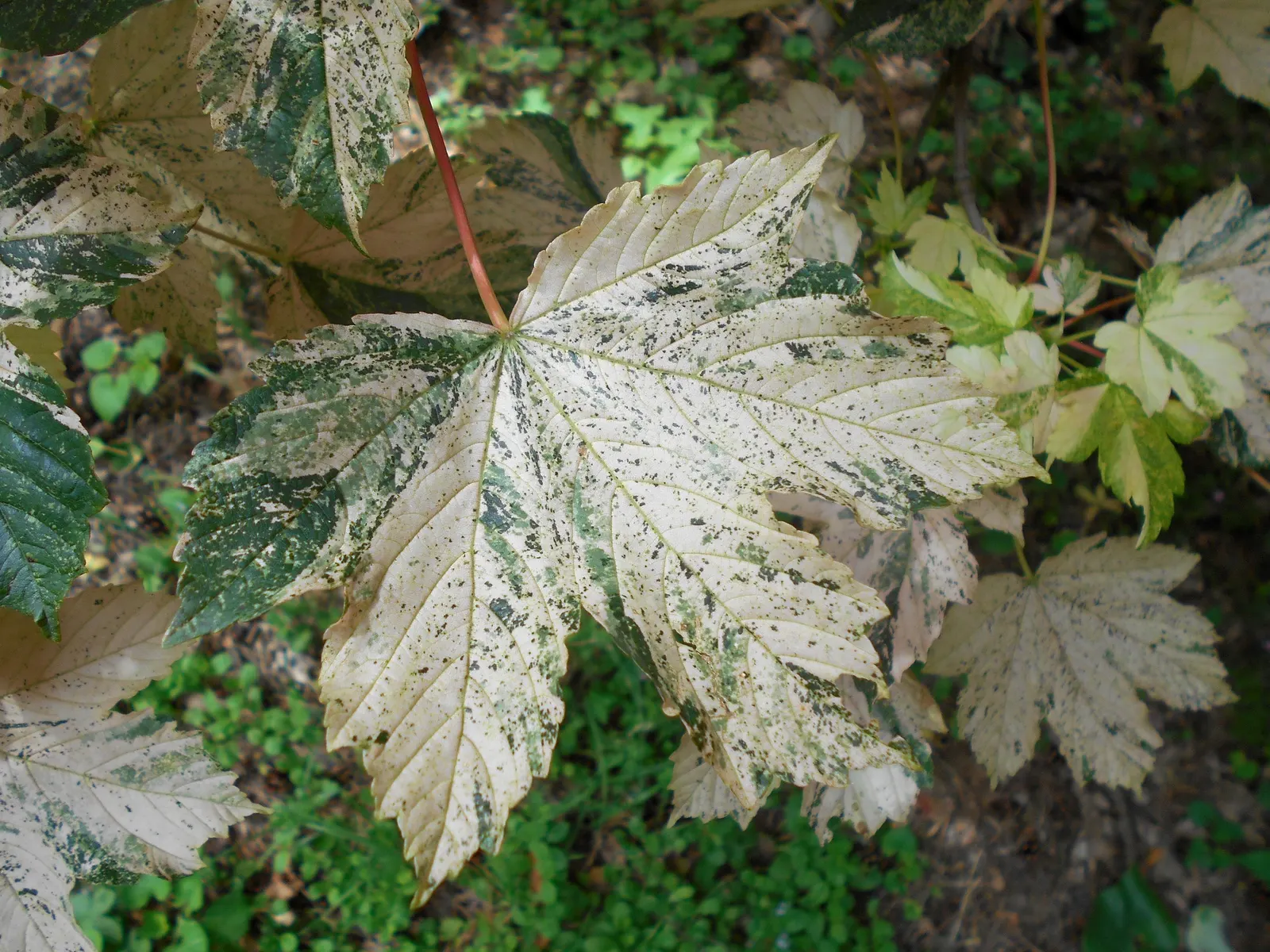 Sycamore Maple (Acer Pseudoplatanus) — that helicopter to the ground in autumn; it tolerates urban pollution, image 88