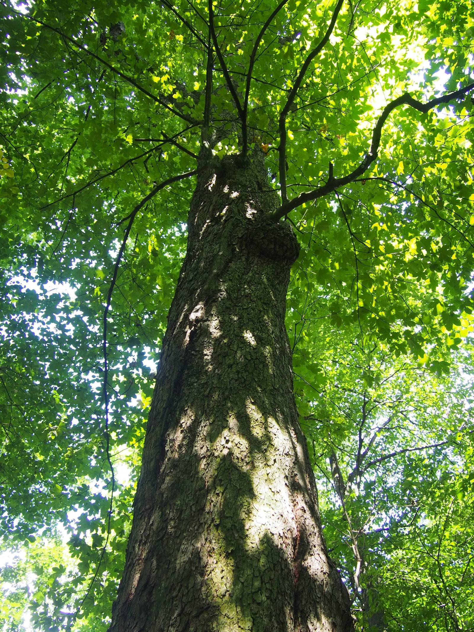 Sycamore Maple (Acer Pseudoplatanus) — resembling those of the platypus but with a more textured surface, image 127