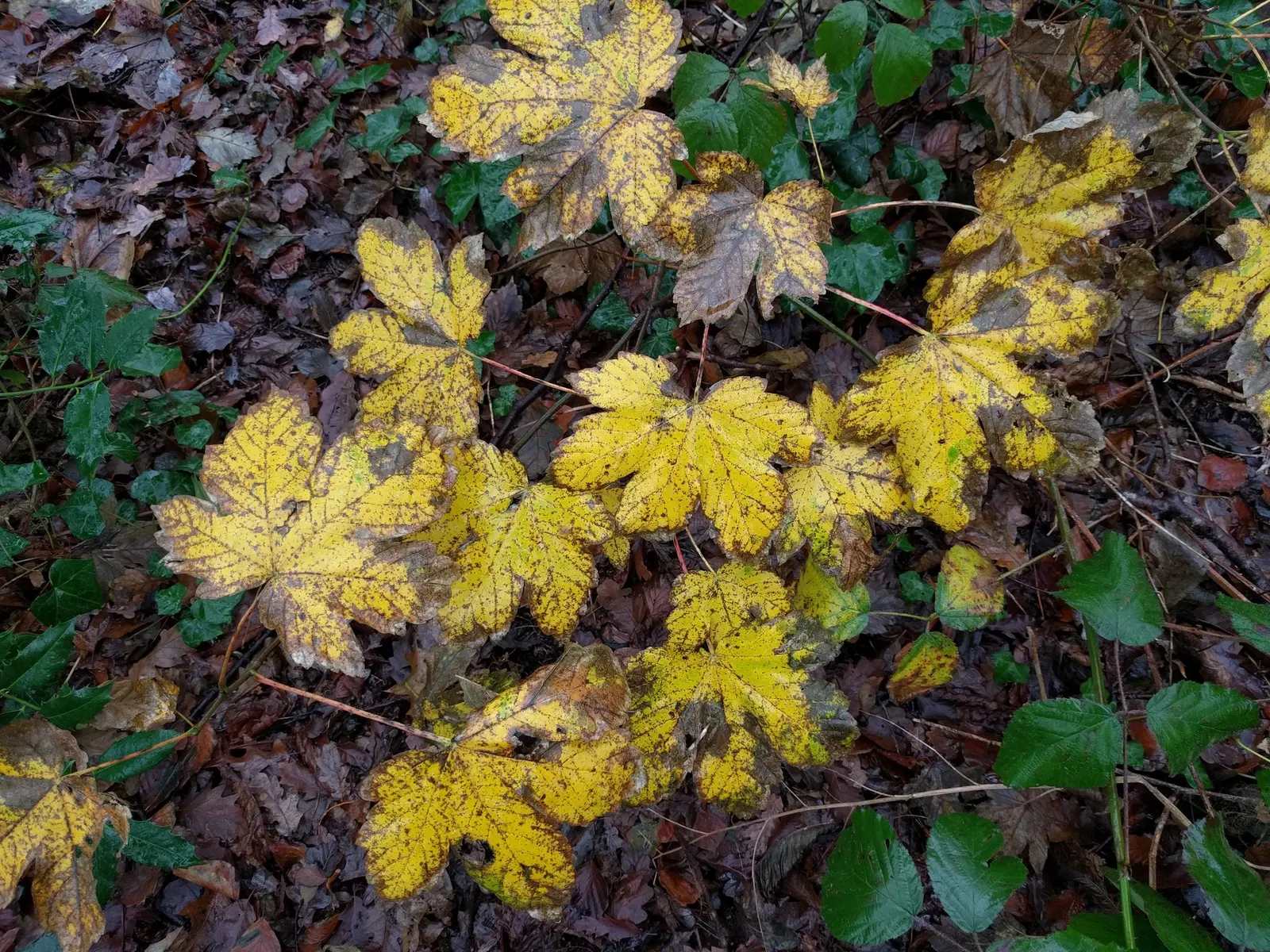 Sycamore Maple (Acer Pseudoplatanus) — it's important to consider its growth rate and ultimate size; its extensive root system necessitates ample, image 108