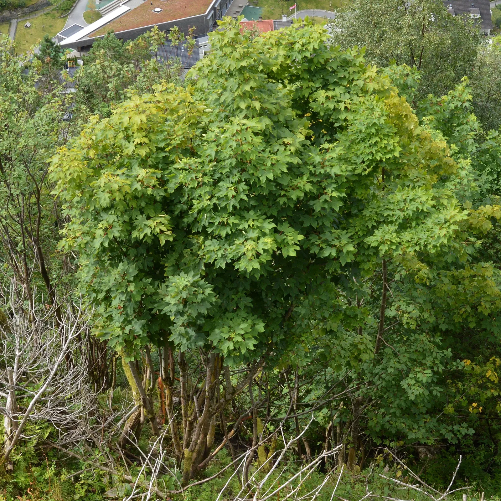 Sycamore Maple (Acer Pseudoplatanus) — It thrives in zones 4-7, prefers well-drained soil, and can tolerate wind and pollution