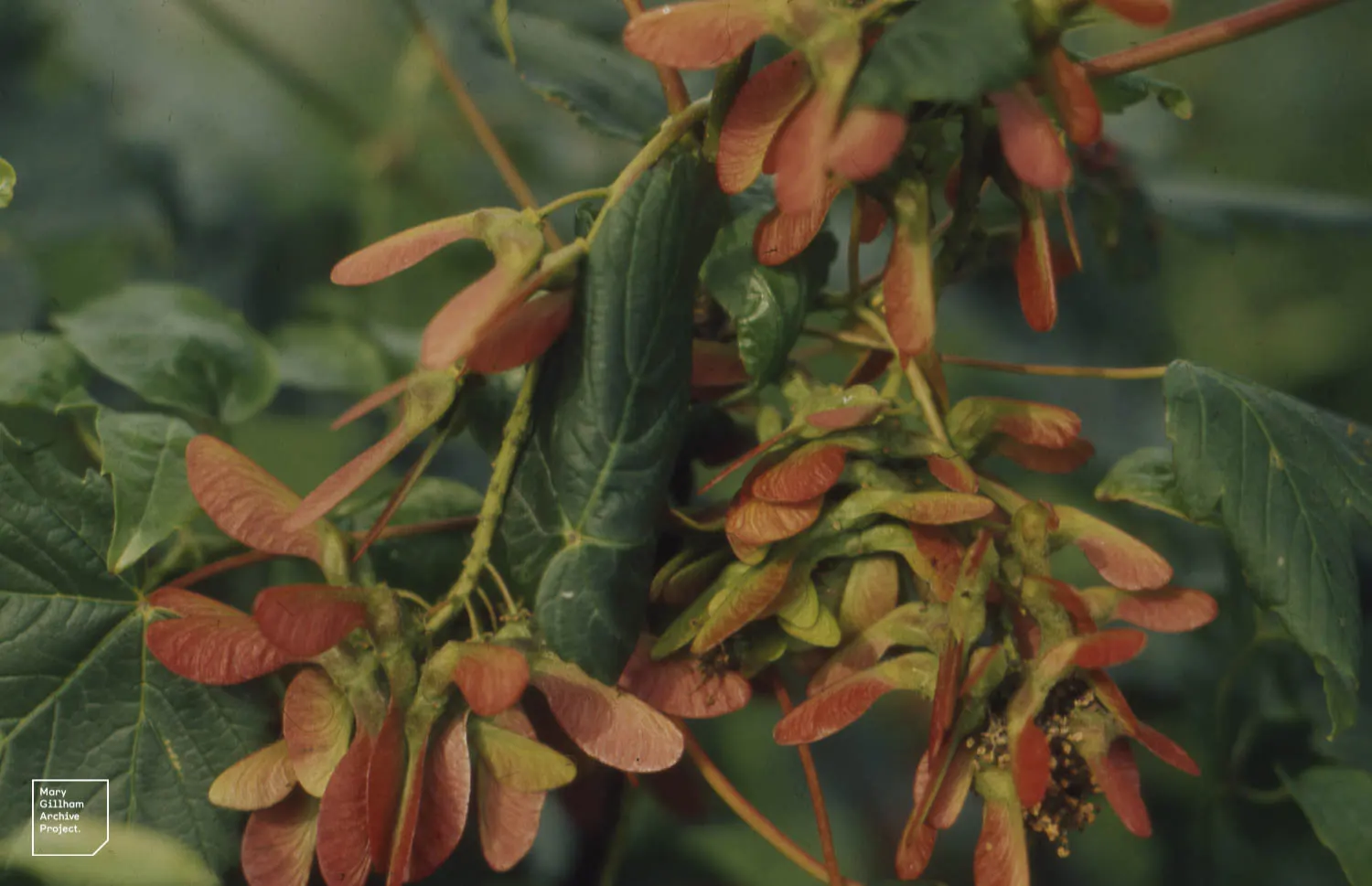 Sycamore Maple (Acer Pseudoplatanus) — the Sycamore Maple thrives in a variety of soil conditions; that helicopter to the ground in autumn, image 82