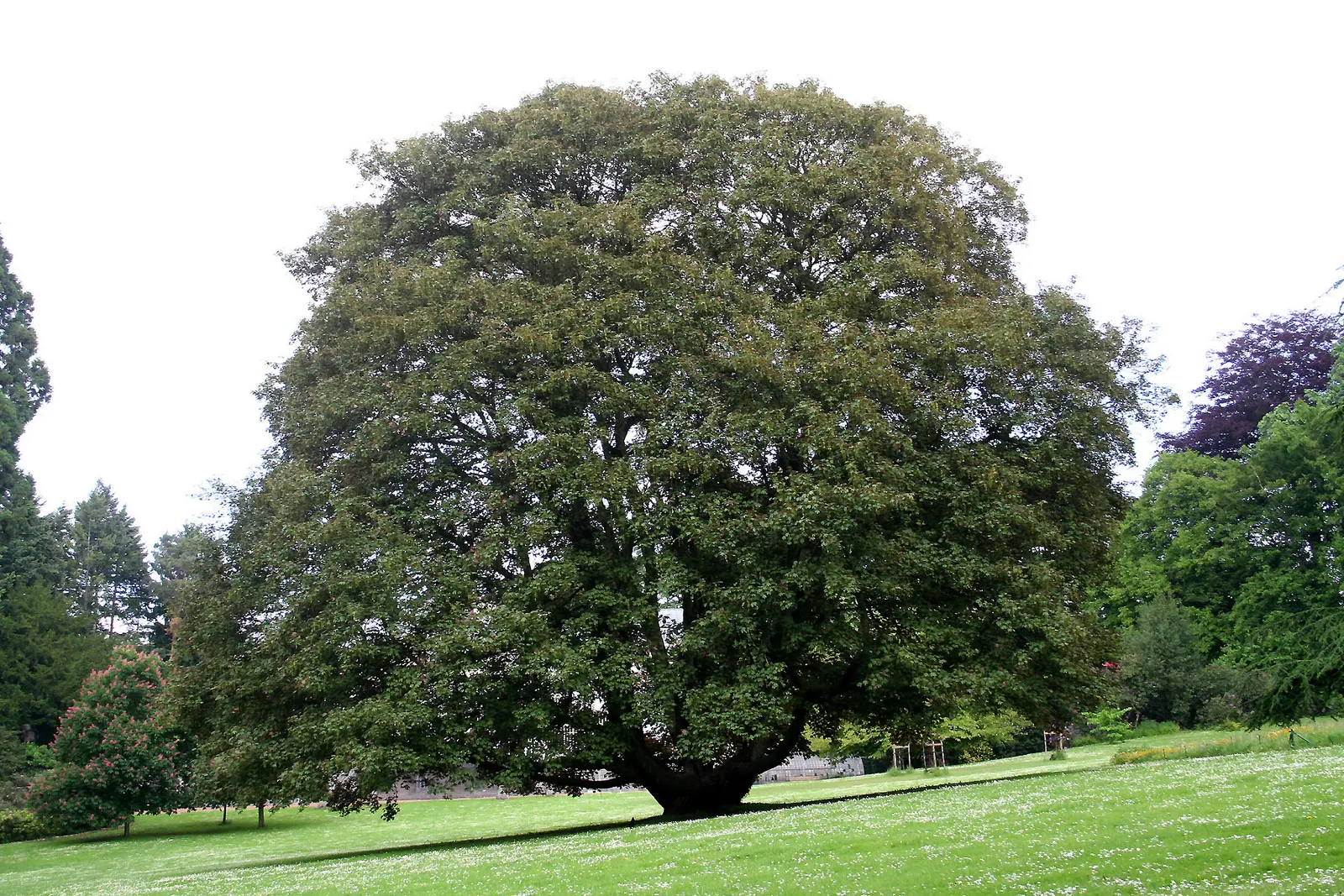Sycamore Maple (Acer Pseudoplatanus) — It typically reaches a height of 65 to 100 feet with a spread of about 40 to 70 feet at maturity; though it prefers