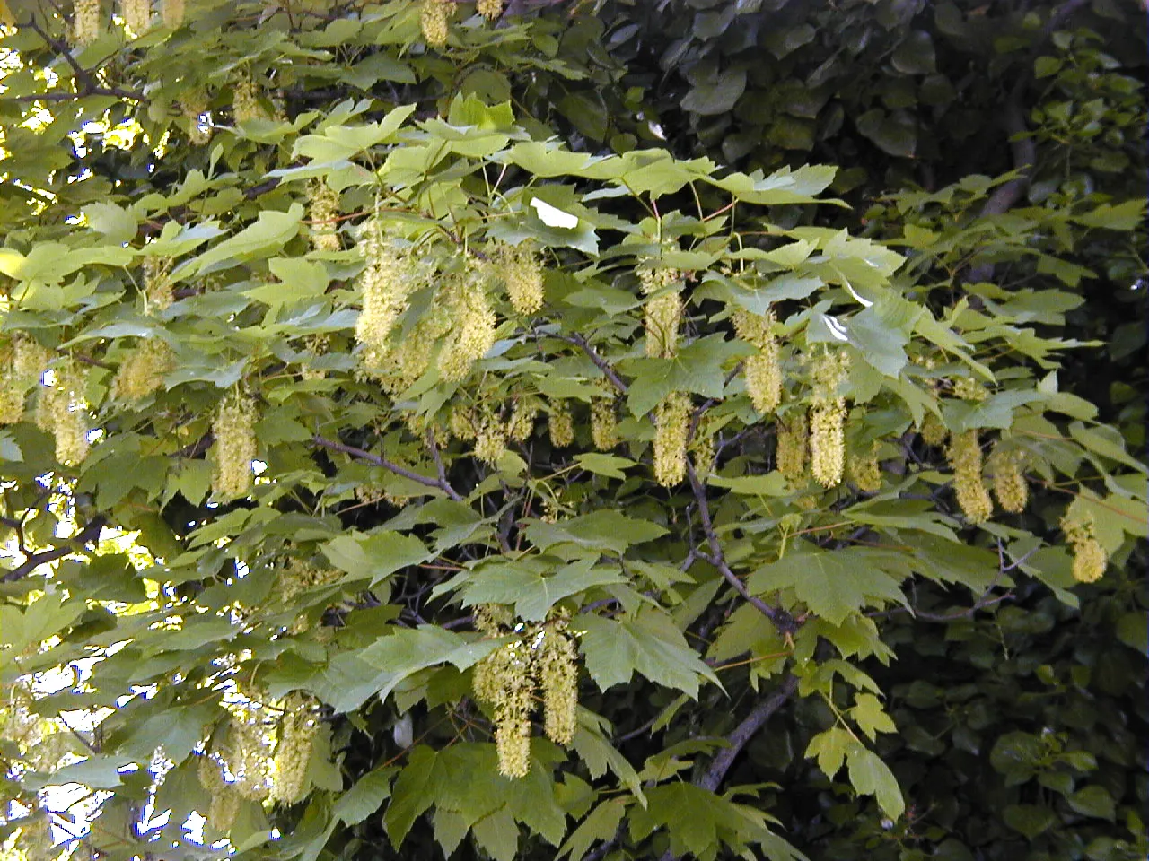 Sycamore Maple (Acer Pseudoplatanus) — It thrives in zones 4-7, prefers well-drained soil, and can tolerate wind and pollution; it typically, image 51