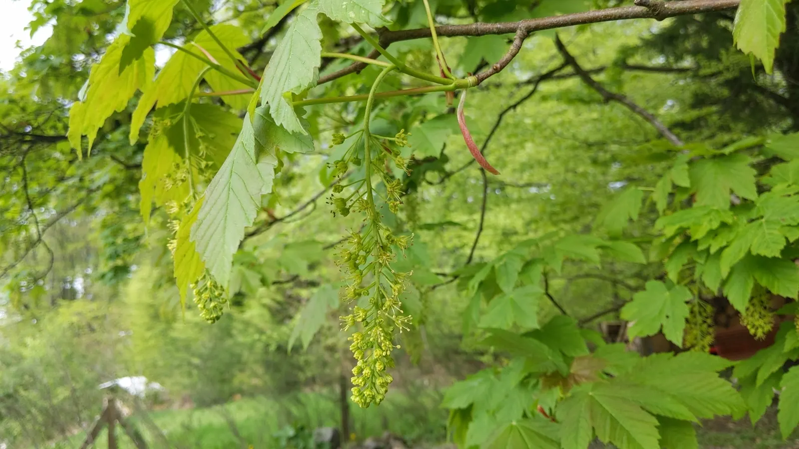 Sycamore Maple (Acer Pseudoplatanus) — though it prefers well-drained; with five lobes and toothed margins, image 60
