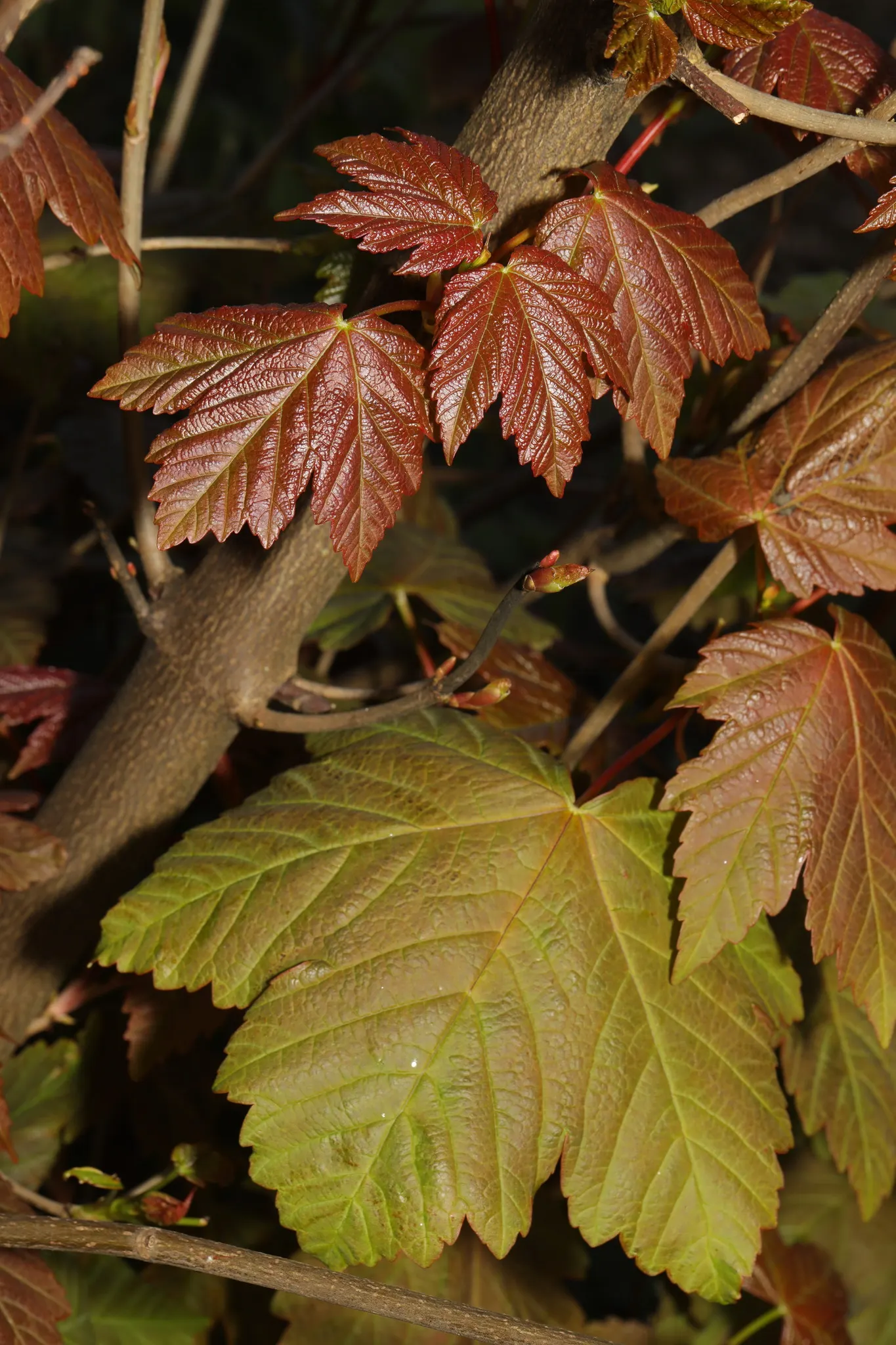 Sycamore Maple (Acer Pseudoplatanus) — with five lobes and toothed margins; the Sycamore Maple is known to produce winged seeds, image 95