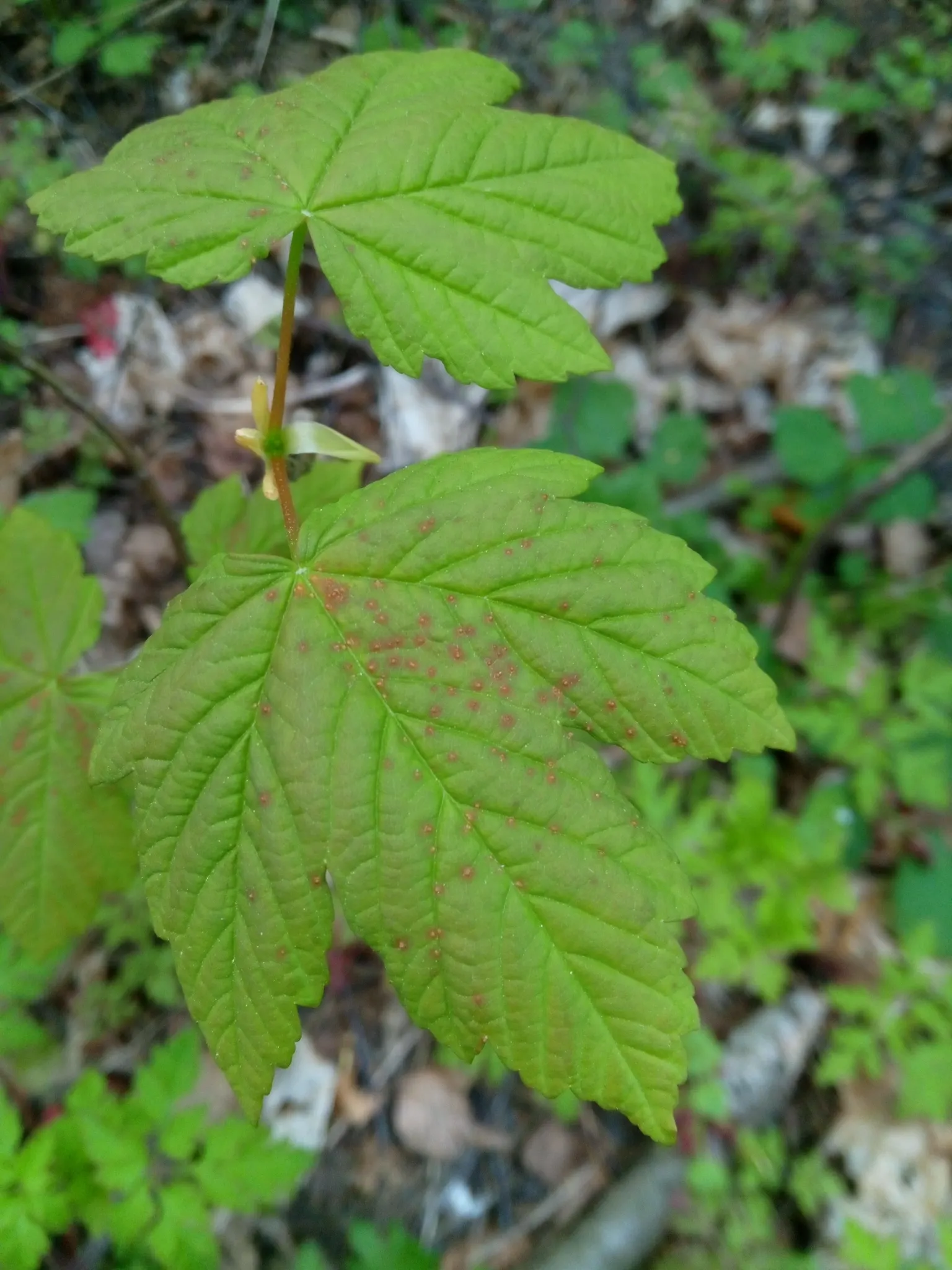 Sycamore Maple (Acer Pseudoplatanus) — tree with yellow blooms; the Sycamore Maple thrives in a variety of soil conditions