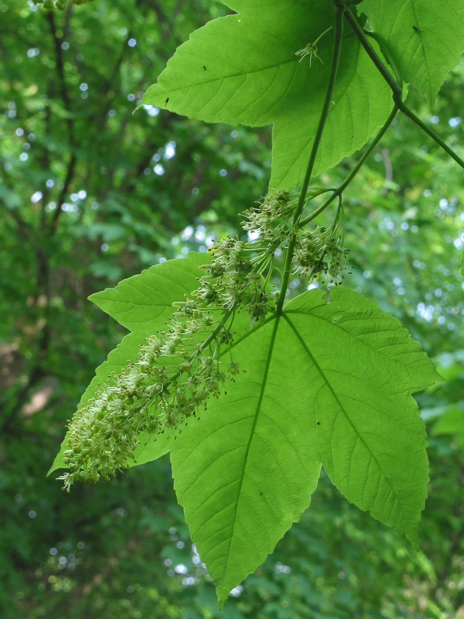 Sycamore Maple (Acer Pseudoplatanus) — the Sycamore Maple is known to produce winged seeds