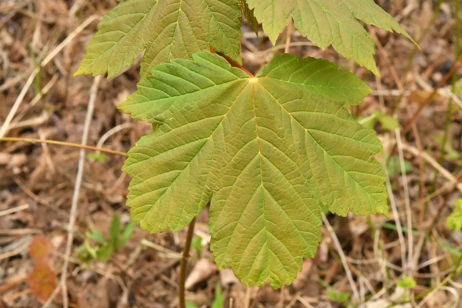Sycamore Maple (Acer Pseudoplatanus) — is a highly adaptable deciduous tree renowned for its imposing stature and vibrant seasonal palette; ideal for large