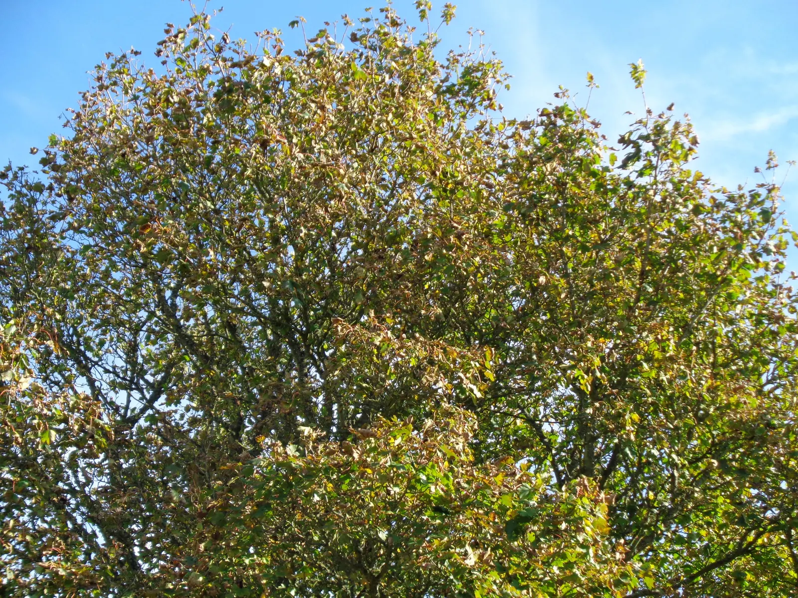 Sycamore Maple (Acer Pseudoplatanus) — yellow flowers in the garden