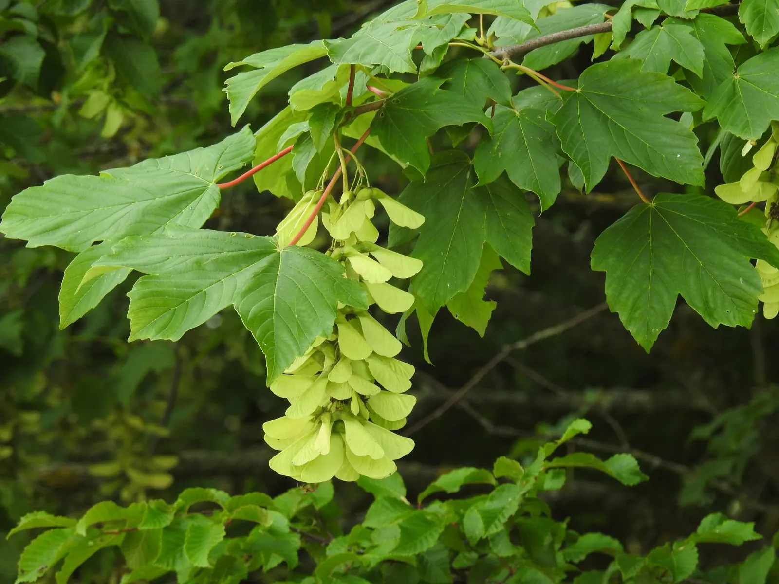 Sycamore Maple (Acer Pseudoplatanus) — Ideal for large landscapes needing shade or visual interest