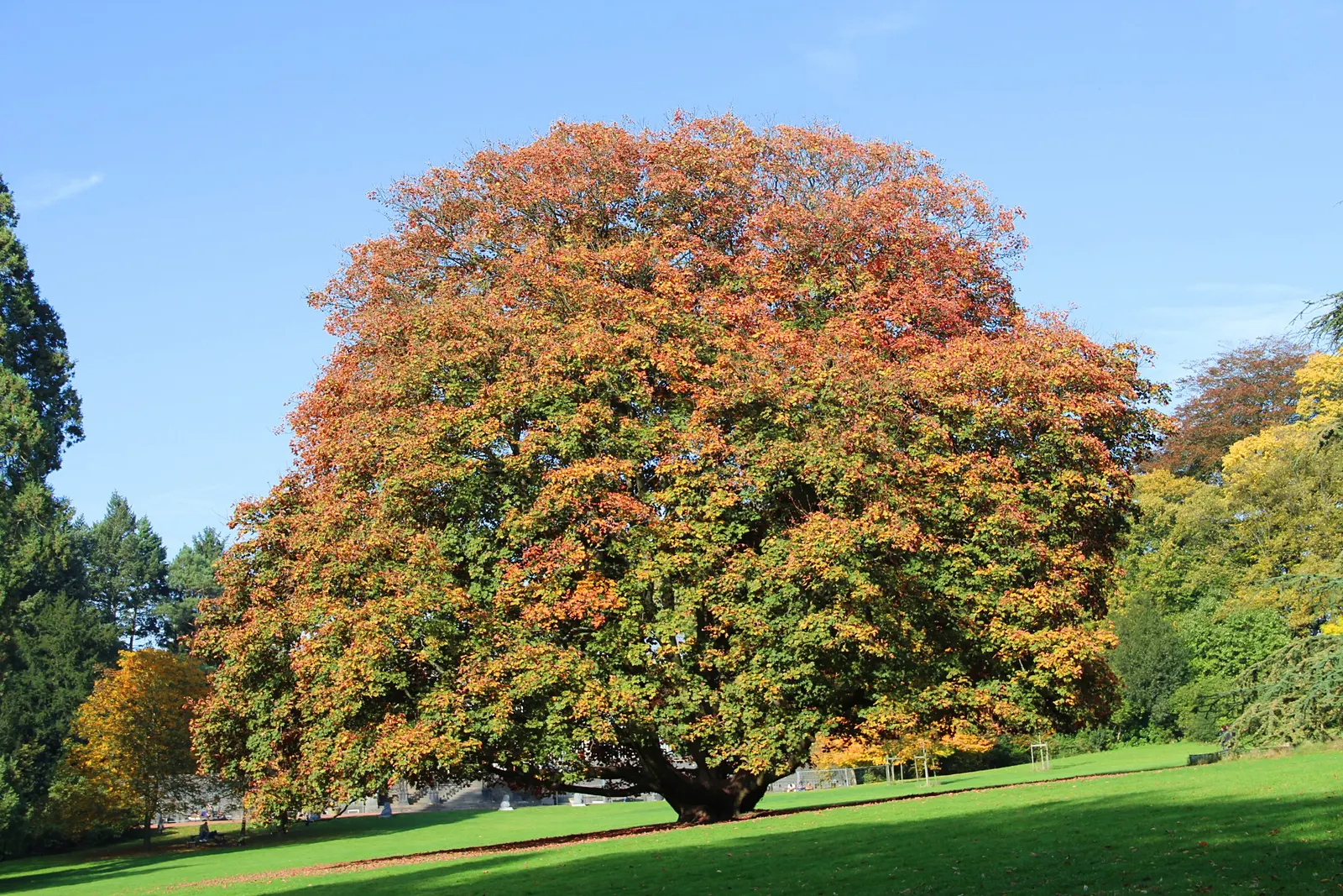 Sycamore Maple (Acer Pseudoplatanus) — resembling those of the platypus but with a more textured surface, image 104