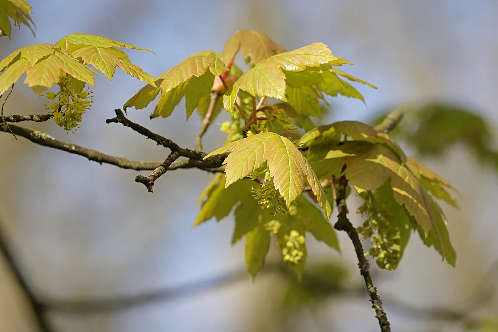 Sycamore Maple (Acer Pseudoplatanus) — It tolerates urban pollution; this species exhibits a robust branching pattern that forms a broad, image 107