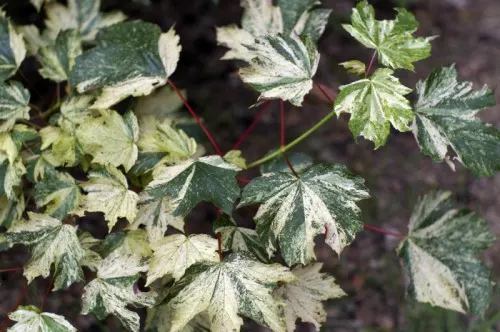 Sycamore Maple (Acer Pseudoplatanus) — deciduous tree reaching up to 100 feet tall; providing ample shade.<br><br>Its leaves are distinctive, image 71