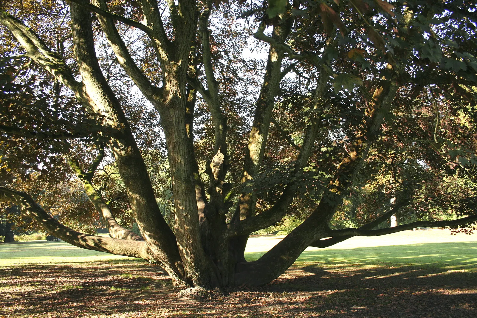 Sycamore Maple (Acer Pseudoplatanus) — Winged seeds facilitate spread; it's important to consider its growth rate and ultimate size, image 98