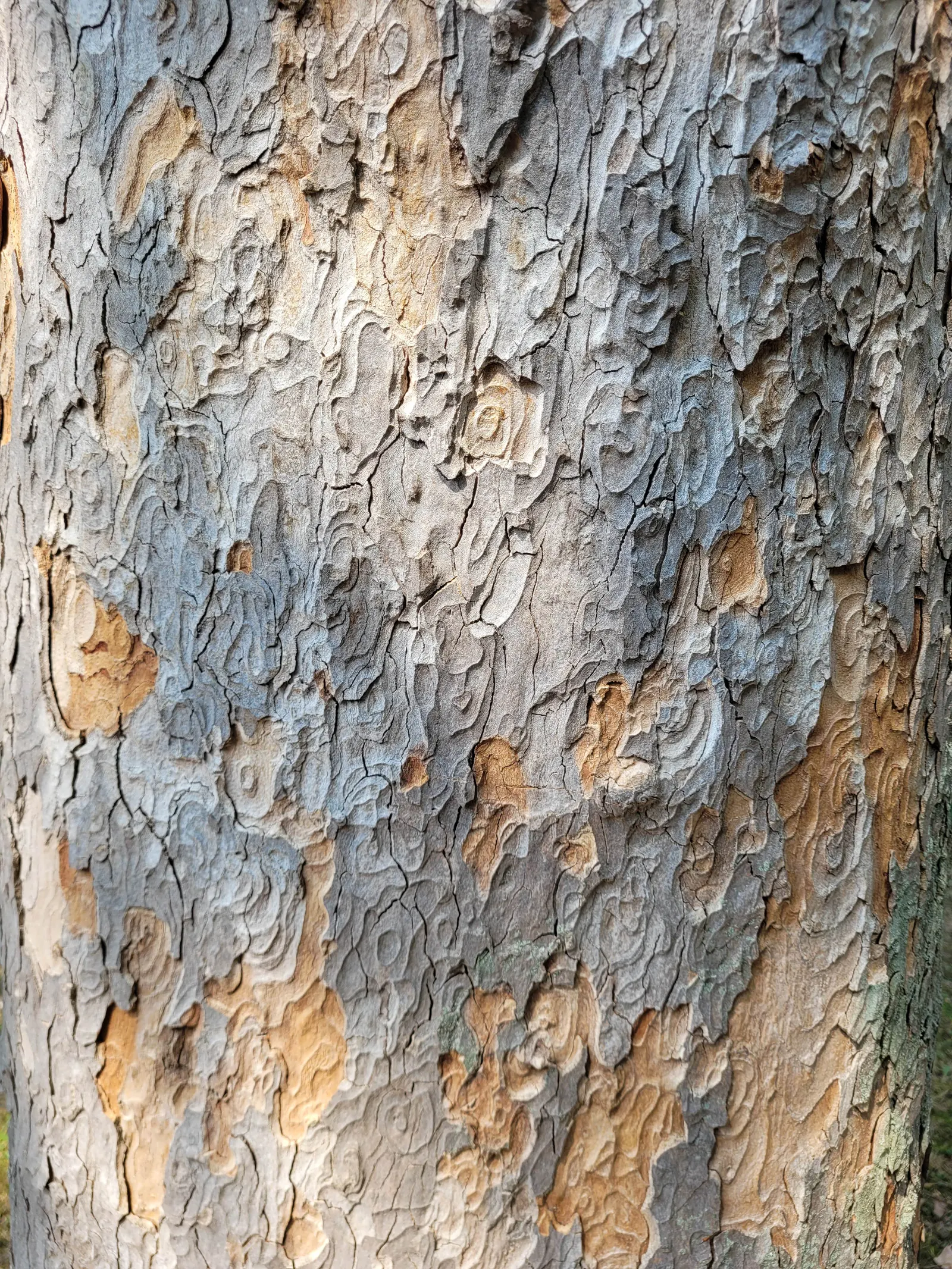 Sycamore Maple (Acer Pseudoplatanus) — tree for full; providing habitat and food for a myriad of birds and small mammals, image 69