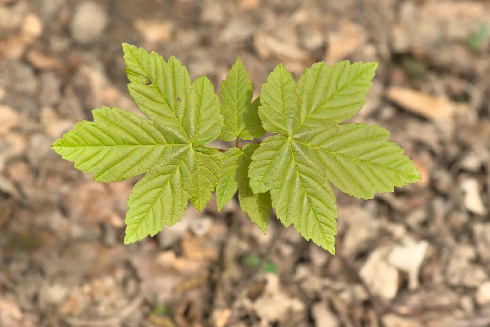 Sycamore Maple (Acer Pseudoplatanus) — It typically reaches a height of 65 to 100 feet with a spread of about 40 to 70 feet at maturity; though it, image 78