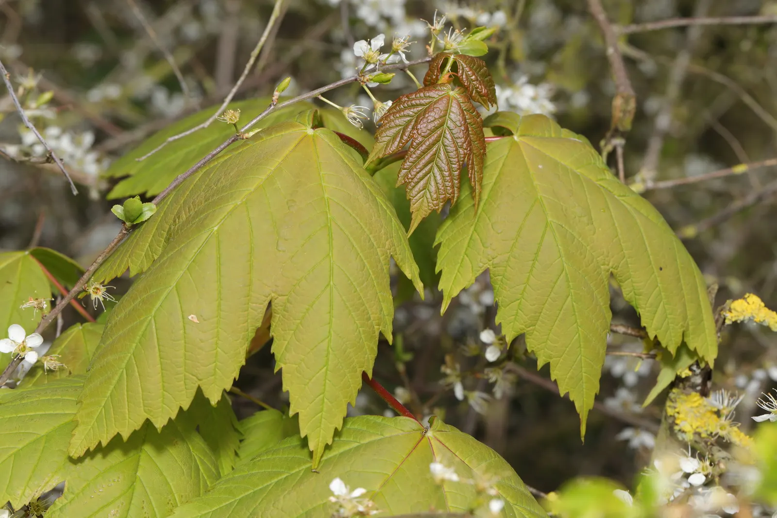 Sycamore Maple (Acer Pseudoplatanus) — It thrives in zones 4-7, prefers well-drained soil, and can tolerate wind and pollution; it typically, image 120