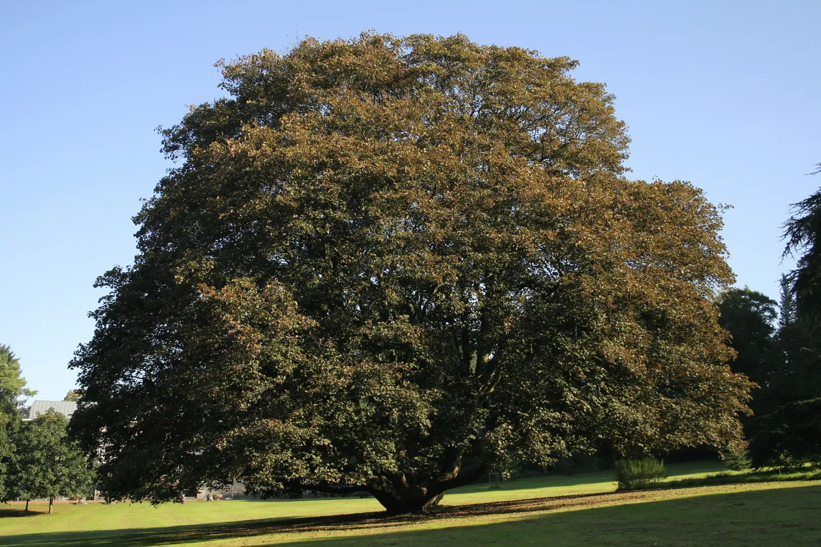 Sycamore Maple (Acer Pseudoplatanus) — yellow flowers in the garden; winged seeds facilitate spread, image 90