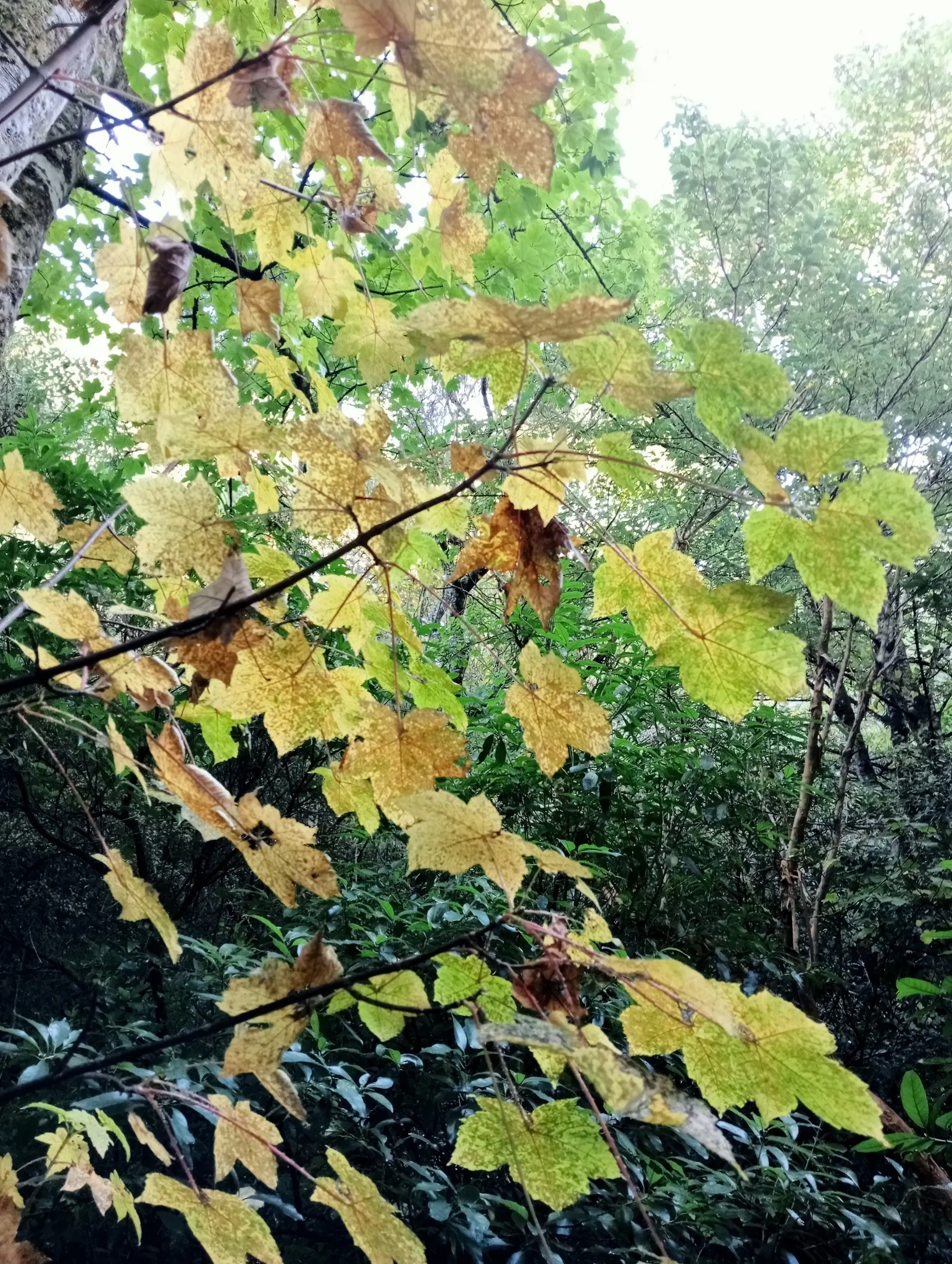 Sycamore Maple (Acer Pseudoplatanus) — tree with yellow blooms; the Sycamore Maple thrives in a variety of soil conditions, image 91