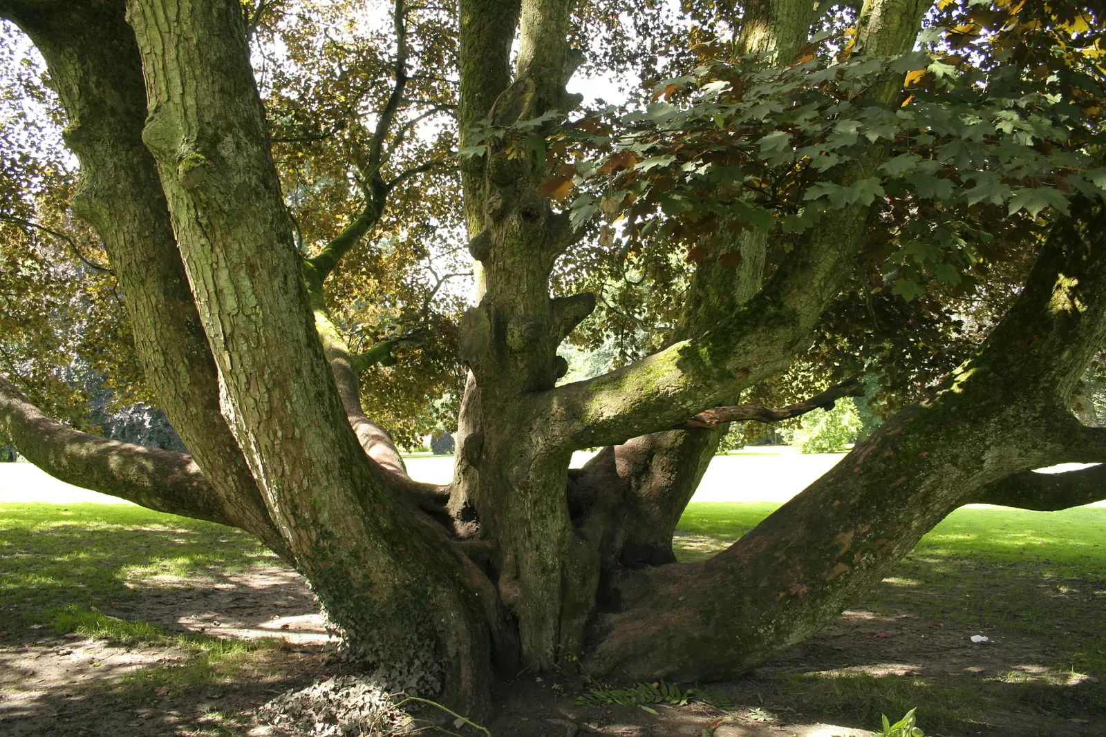 Sycamore Maple (Acer Pseudoplatanus) — Ideal for large landscapes needing shade or visual interest; tree for full, image 122