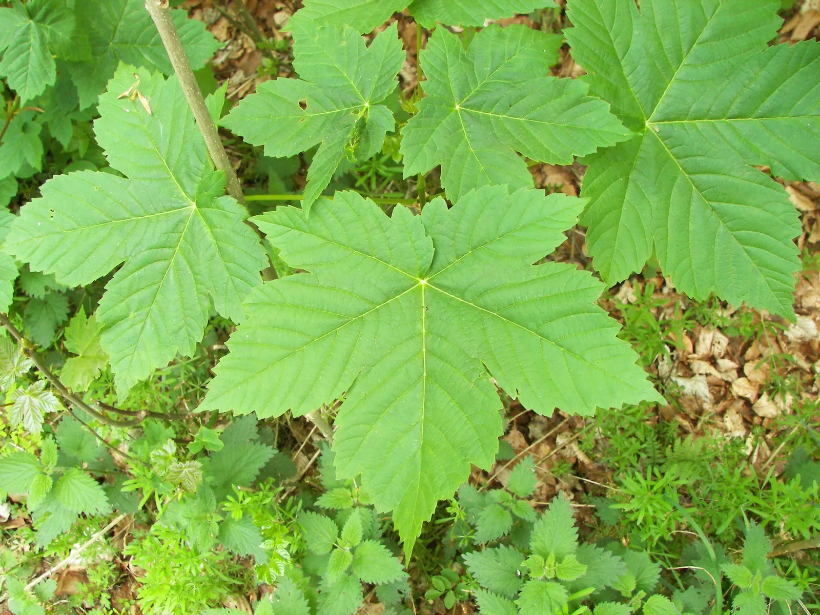 Sycamore Maple (Acer Pseudoplatanus) — it's important to consider its growth rate and ultimate size