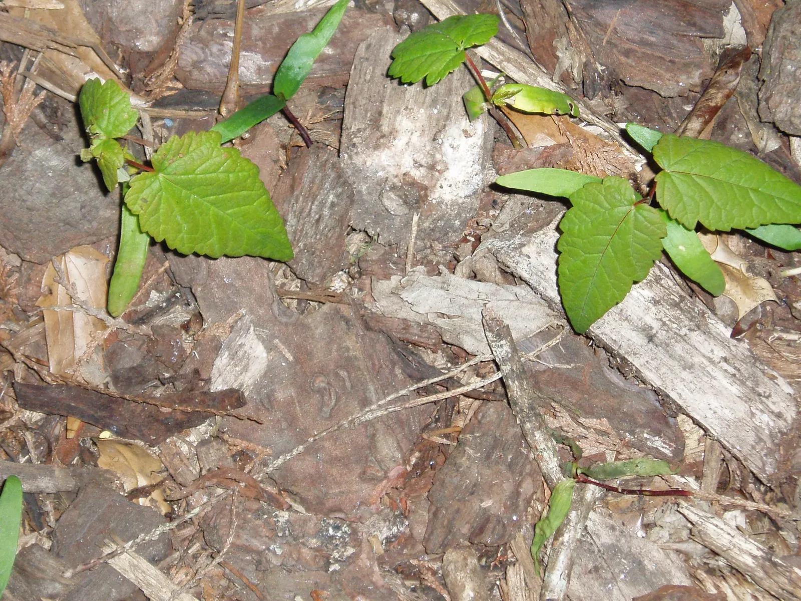 Sycamore Maple (Acer Pseudoplatanus) — the Sycamore Maple thrives in a variety of soil conditions; that helicopter to the ground in autumn, image 105