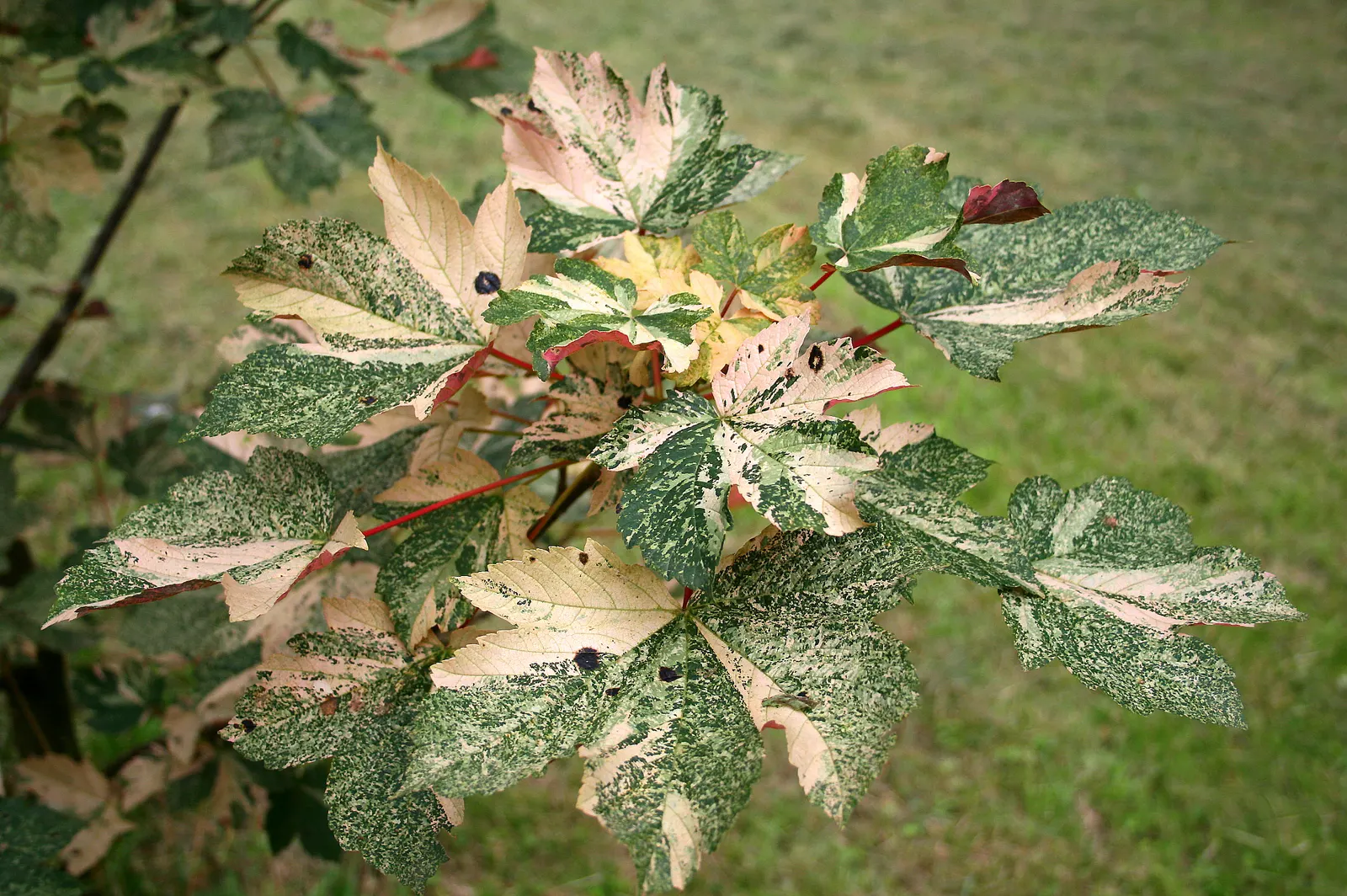 Sycamore Maple (Acer Pseudoplatanus) — The Sycamore Maple (Acer pseudoplatanus) is a hardy; turning yellow-brown in fall, image 116