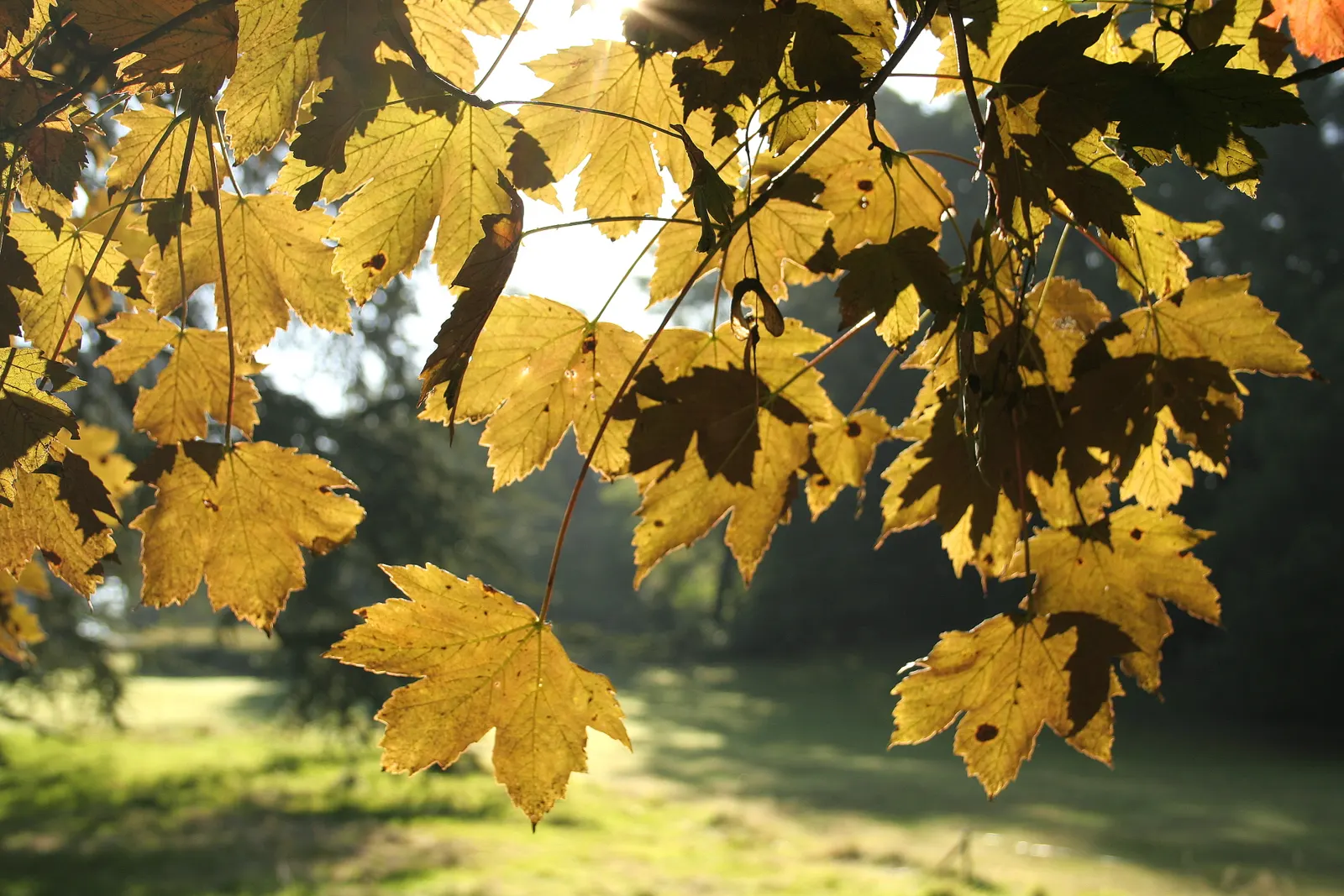 Sycamore Maple (Acer Pseudoplatanus) — providing ample shade.<br><br>Its leaves are distinctive - broad with five lobes; it thrives in zones 4-7, image 57