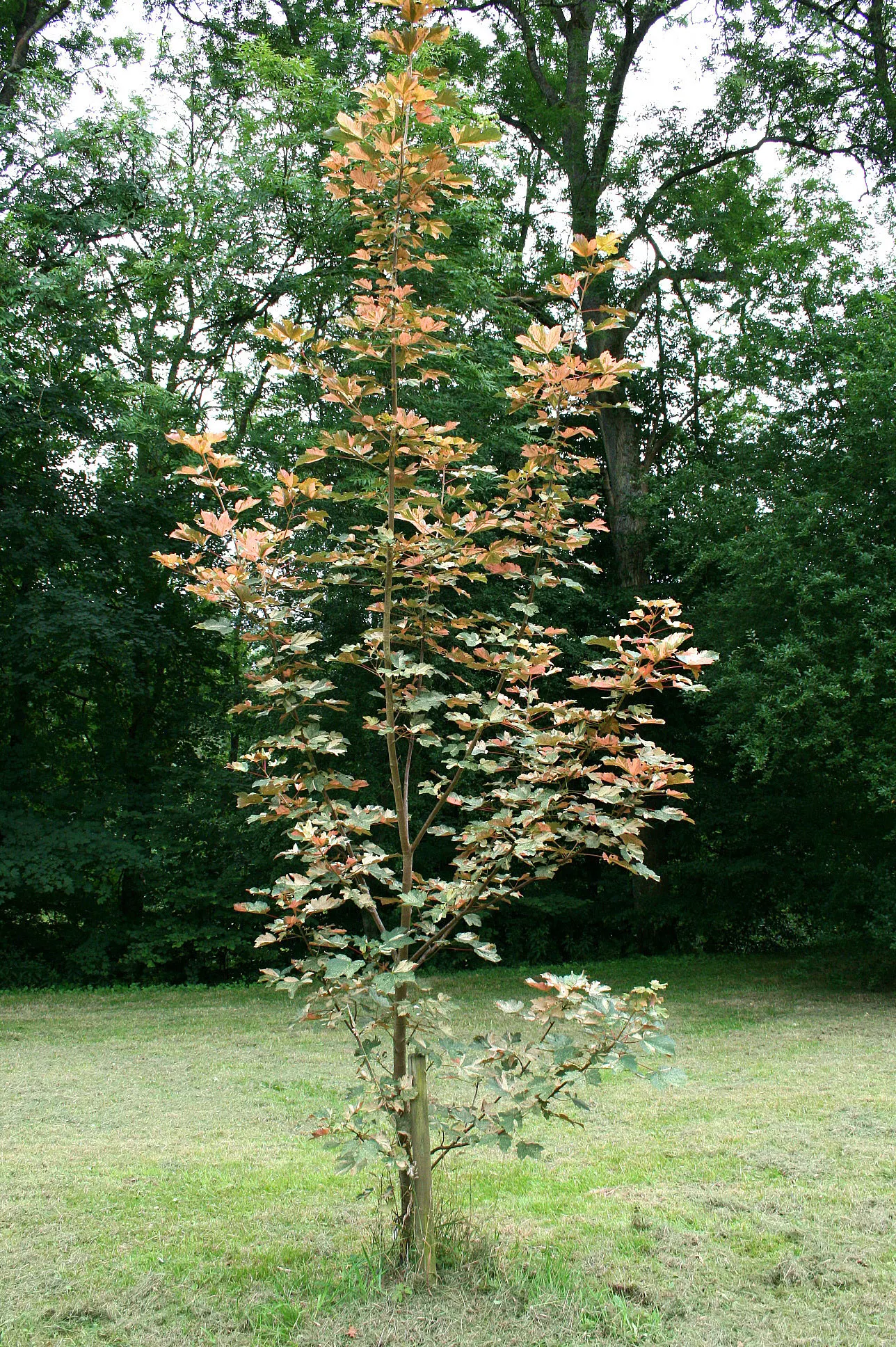 Sycamore Maple (Acer Pseudoplatanus) — This species exhibits a robust branching pattern that forms a broad; yellow flowers in the garden