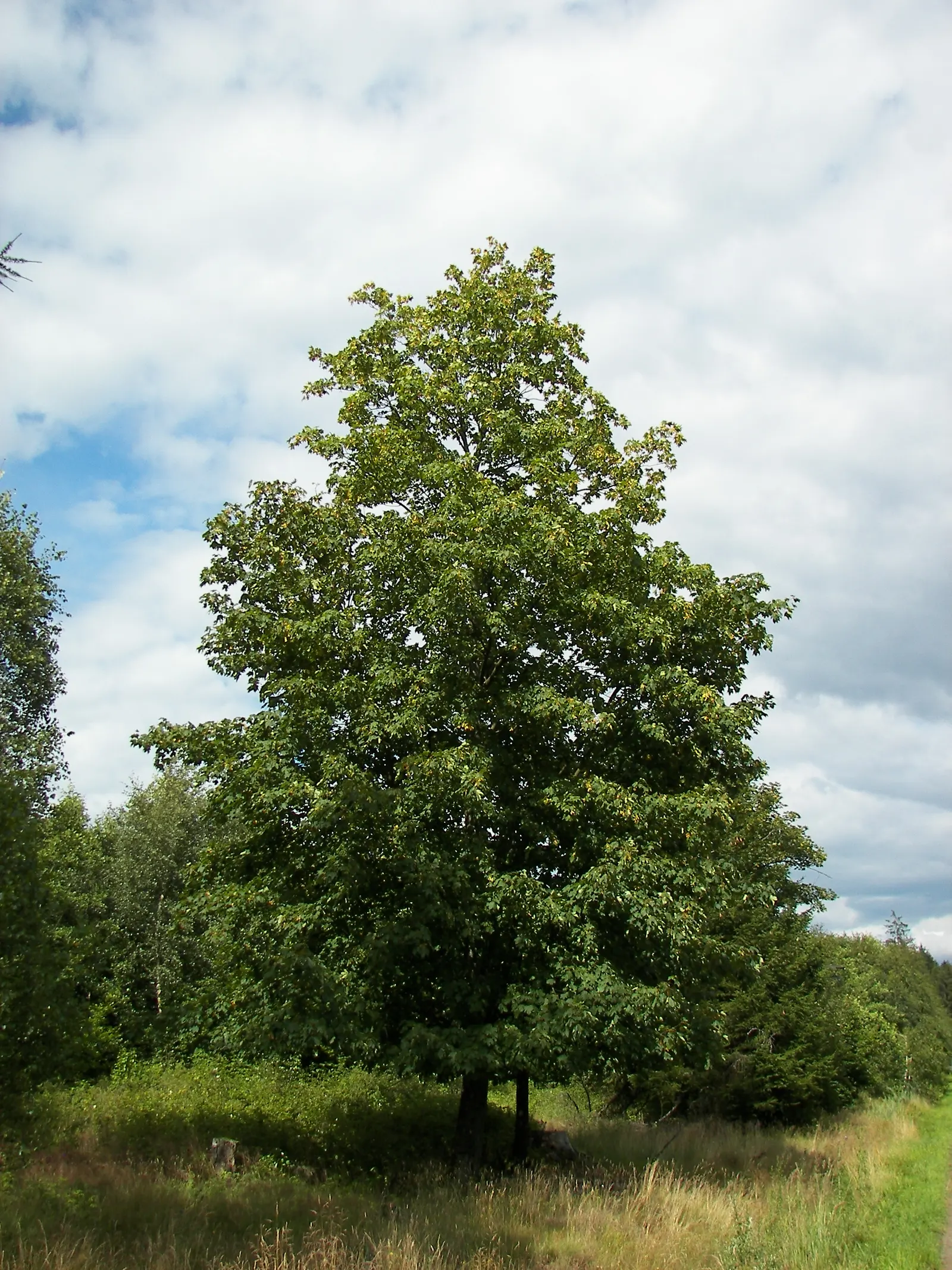Sycamore Maple (Acer Pseudoplatanus) — is a highly adaptable deciduous tree renowned for its imposing stature and vibrant seasonal palette