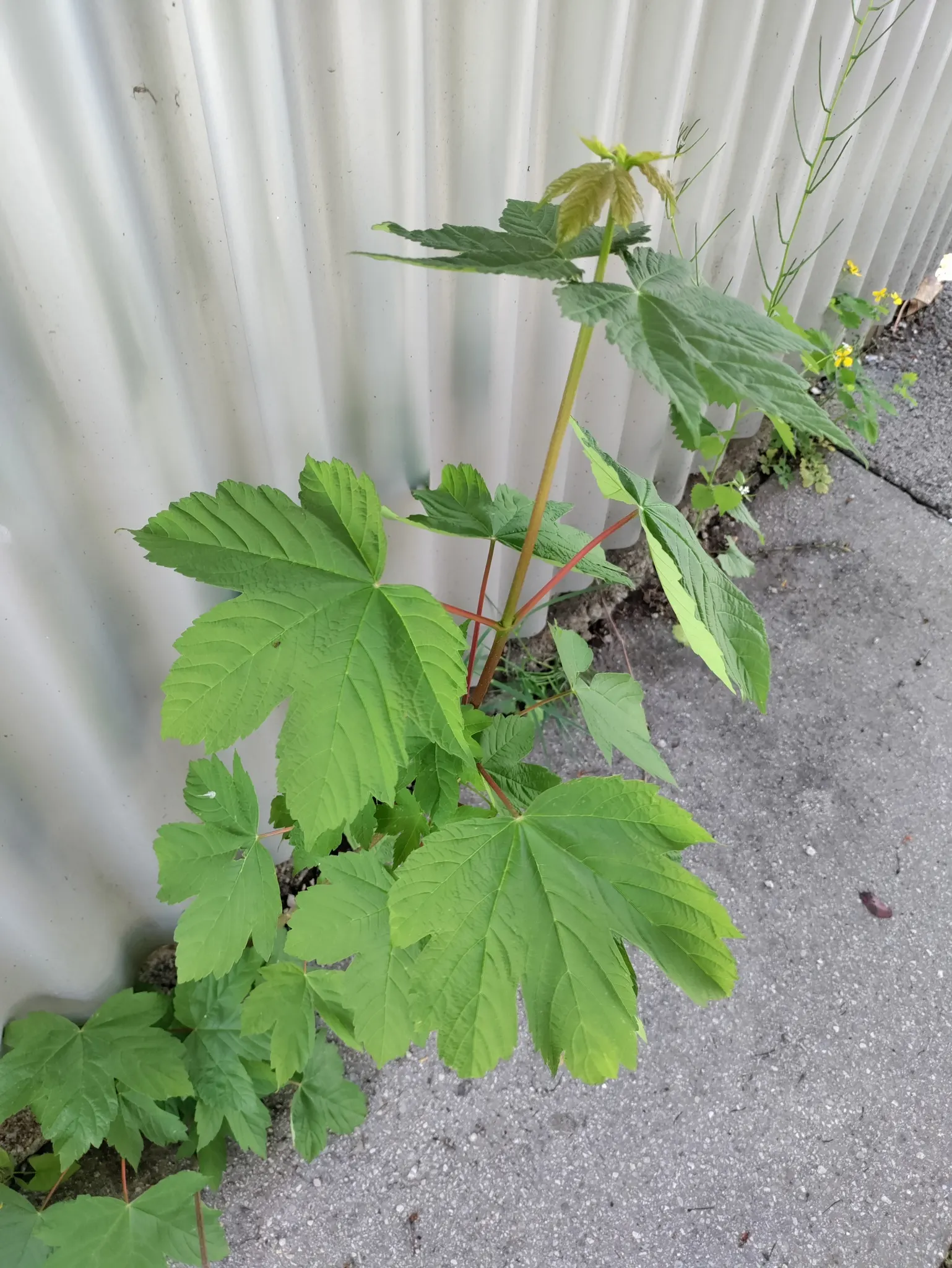 Sycamore Maple (Acer Pseudoplatanus) — is a highly adaptable deciduous tree renowned for its imposing stature and vibrant seasonal palette; ideal, image 54