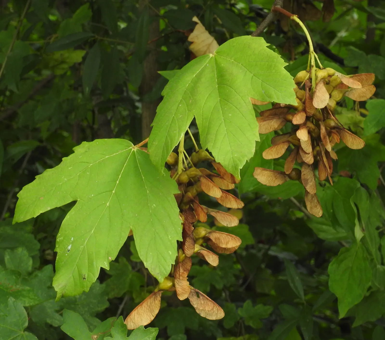 Sycamore Maple (Acer Pseudoplatanus) — It tolerates urban pollution; this species exhibits a robust branching pattern that forms a broad, image 84