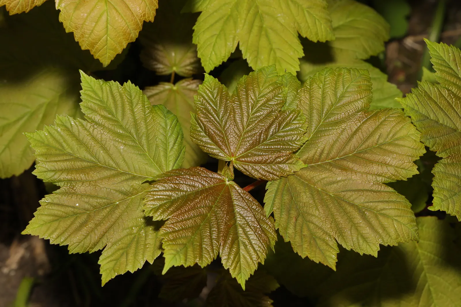 Sycamore Maple (Acer Pseudoplatanus) — yellow flowers in the garden; winged seeds facilitate spread, image 67