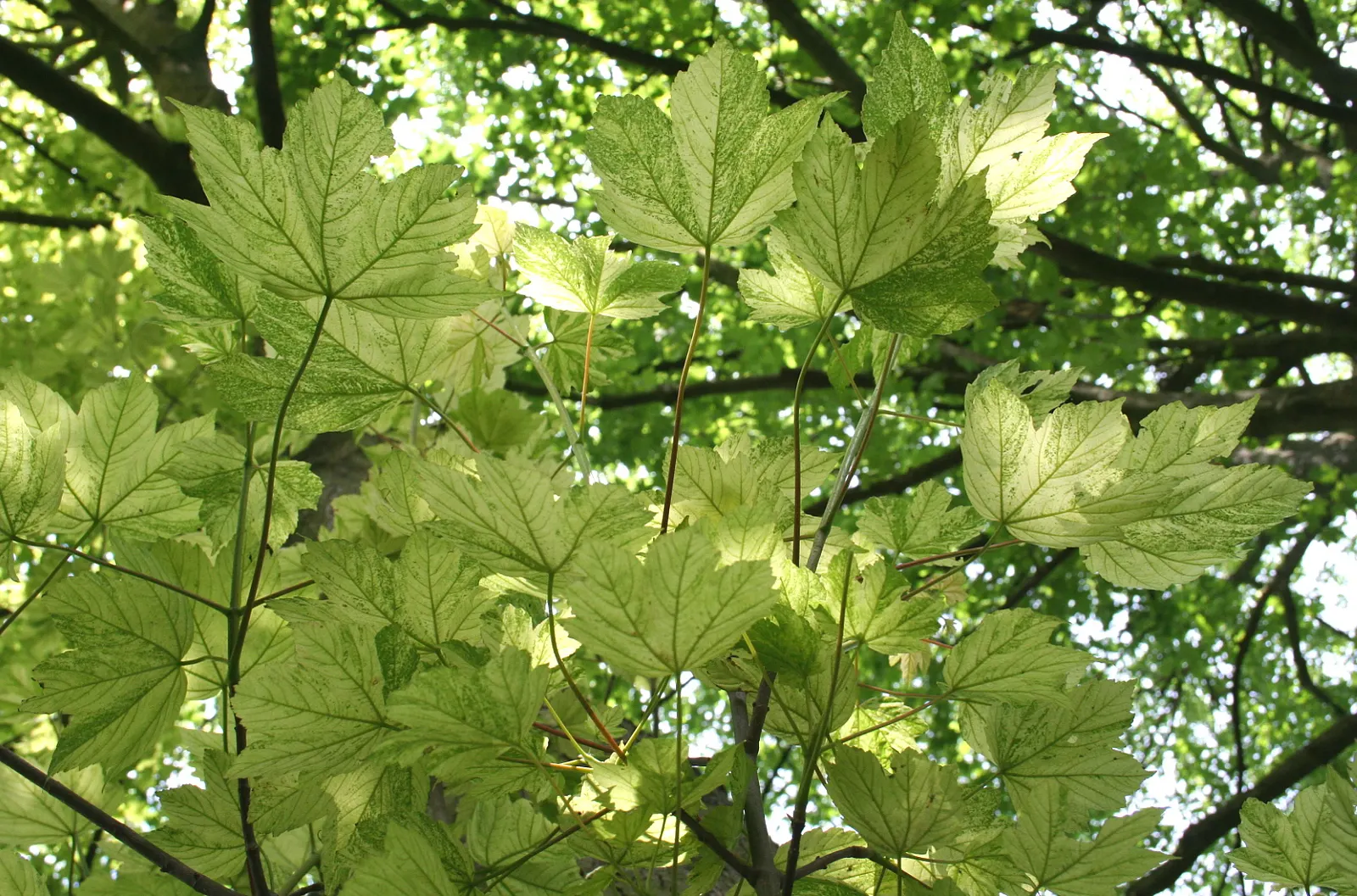 Sycamore Maple (Acer Pseudoplatanus) — It tolerates urban pollution