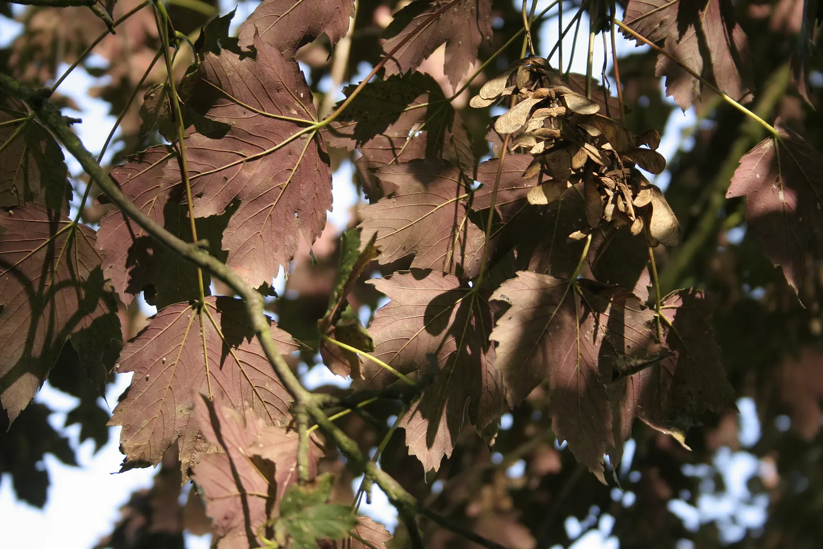 Sycamore Maple (Acer Pseudoplatanus) — with five lobes and toothed margins; the Sycamore Maple is known to produce winged seeds, image 49