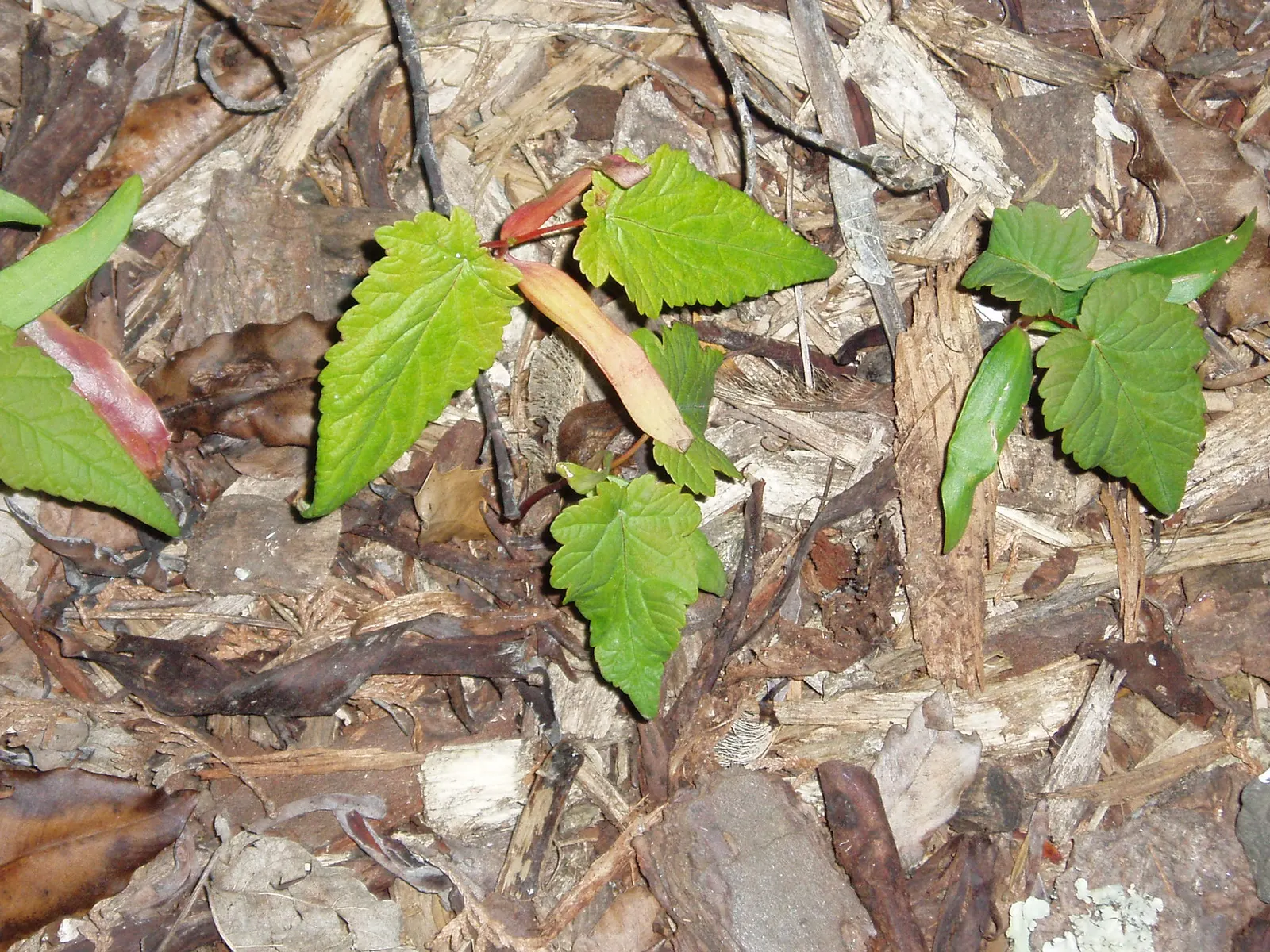 Sycamore Maple (Acer Pseudoplatanus) — Its extensive root system necessitates ample space away from foundations and pavements to prevent, image 109