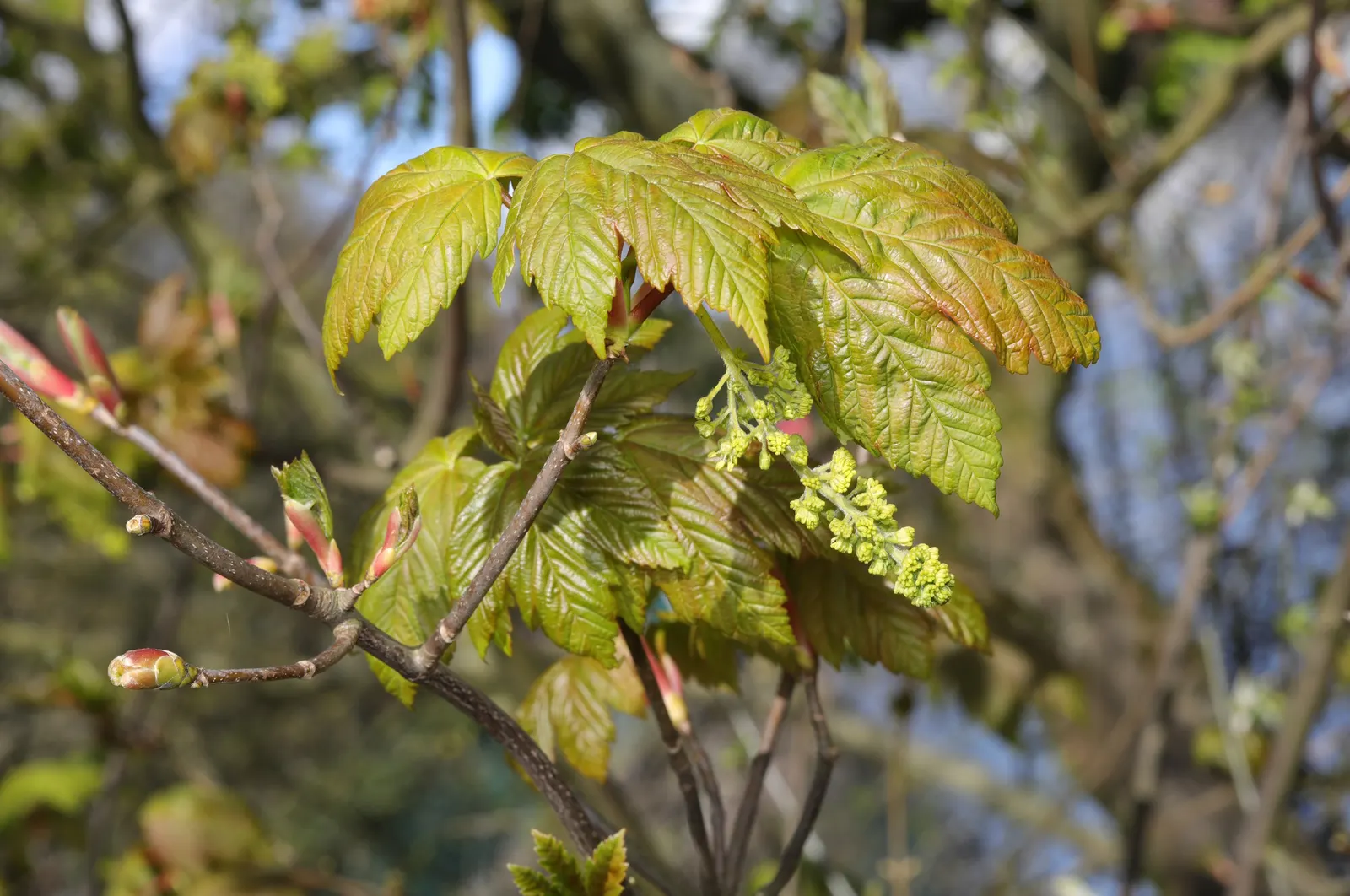 Sycamore Maple (Acer Pseudoplatanus) — It typically reaches a height of 65 to 100 feet with a spread of about 40 to 70 feet at maturity; though it, image 101