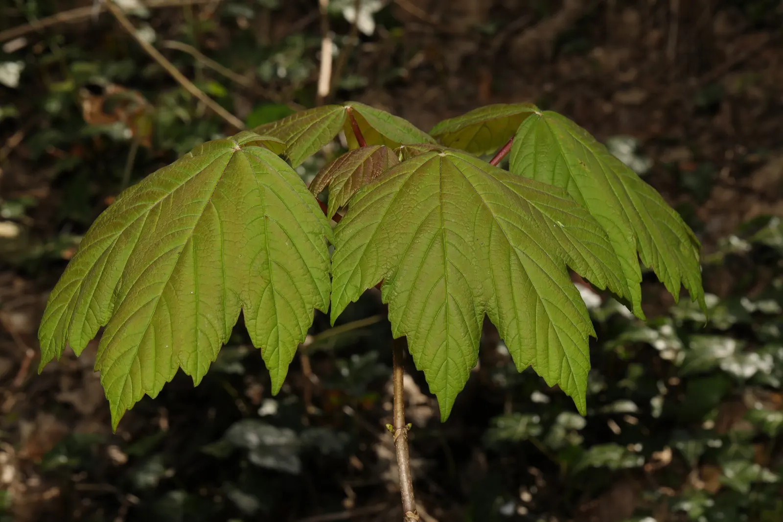 Sycamore Maple (Acer Pseudoplatanus) — the Sycamore Maple is known to produce winged seeds; is a highly adaptable deciduous tree renowned for its, image 87