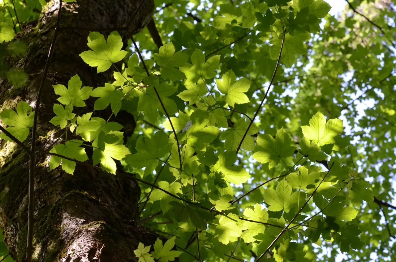 Sycamore Maple (Acer Pseudoplatanus) — the Sycamore Maple thrives in a variety of soil conditions; that helicopter to the ground in autumn