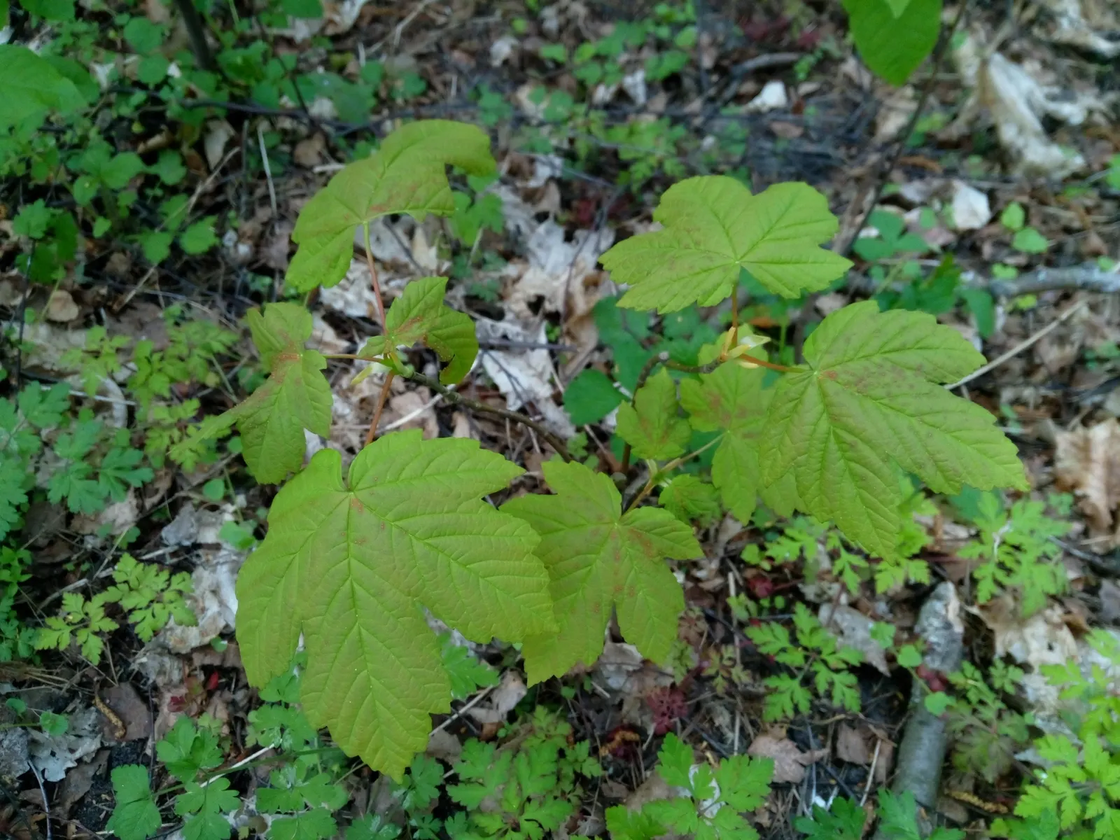 Sycamore Maple (Acer Pseudoplatanus) — It typically reaches a height of 65 to 100 feet with a spread of about 40 to 70 feet at maturity
