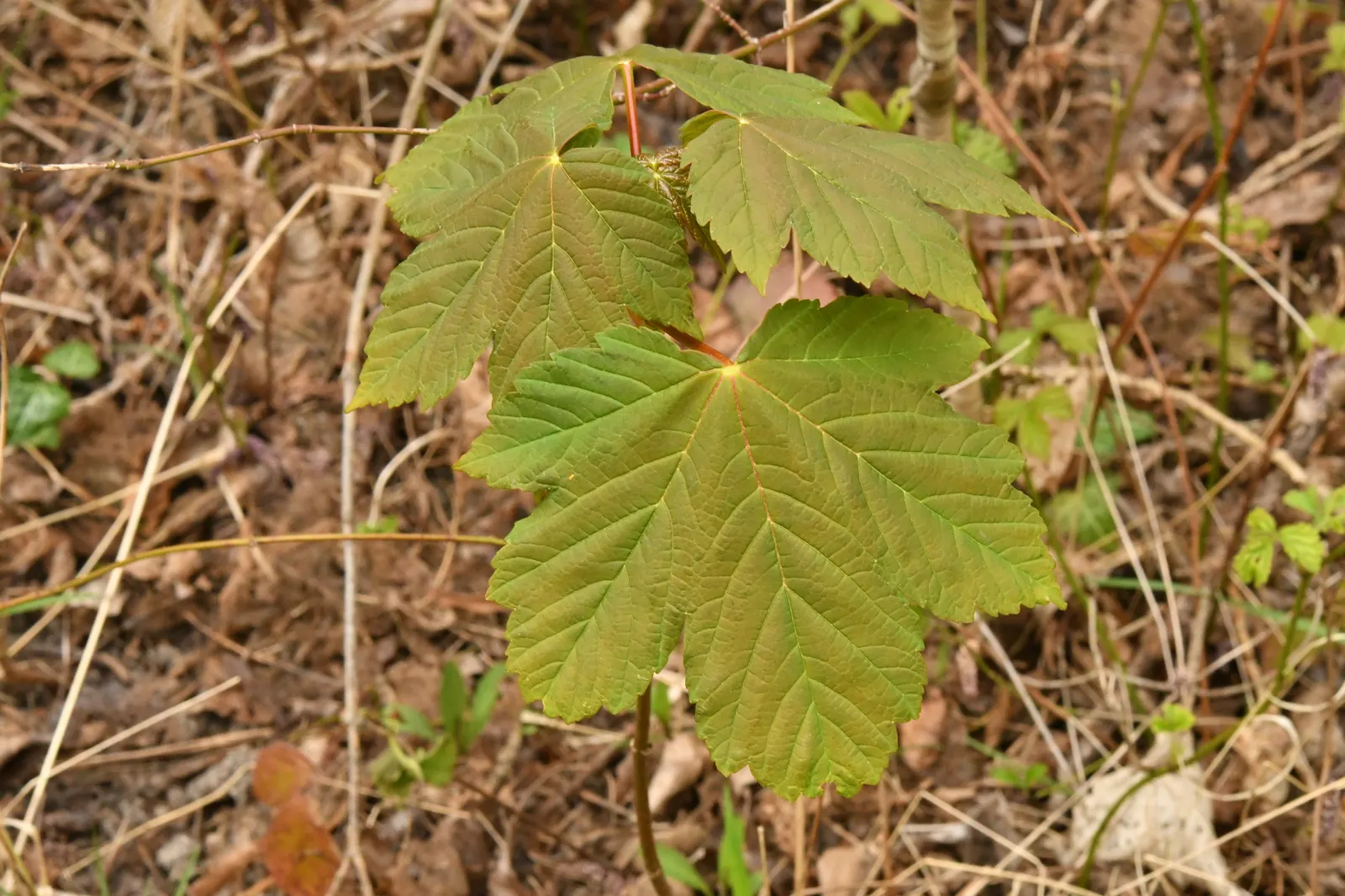 Sycamore Maple (Acer Pseudoplatanus) — though it prefers well-drained; with five lobes and toothed margins, image 129