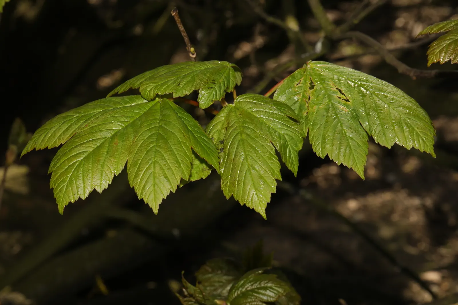 Sycamore Maple (Acer Pseudoplatanus) — turning yellow-brown in fall; deciduous tree reaching up to 100 feet tall, image 73