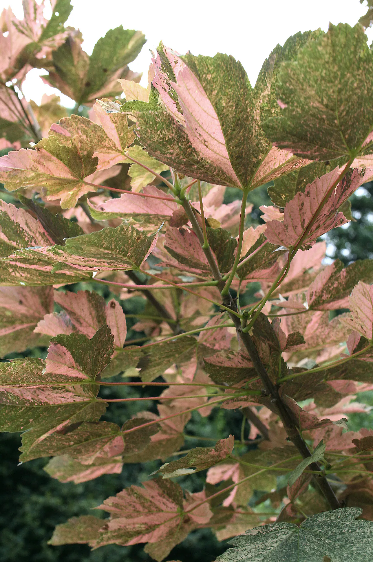 Sycamore Maple (Acer Pseudoplatanus) — It tolerates urban pollution; this species exhibits a robust branching pattern that forms a broad